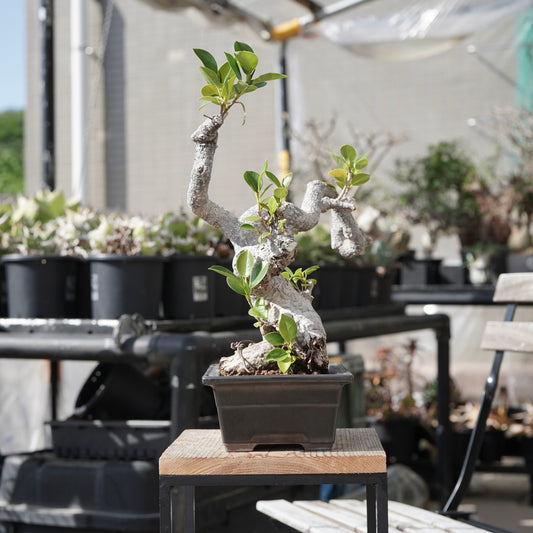 Ficus microcarpa（ガジュマル）No.13