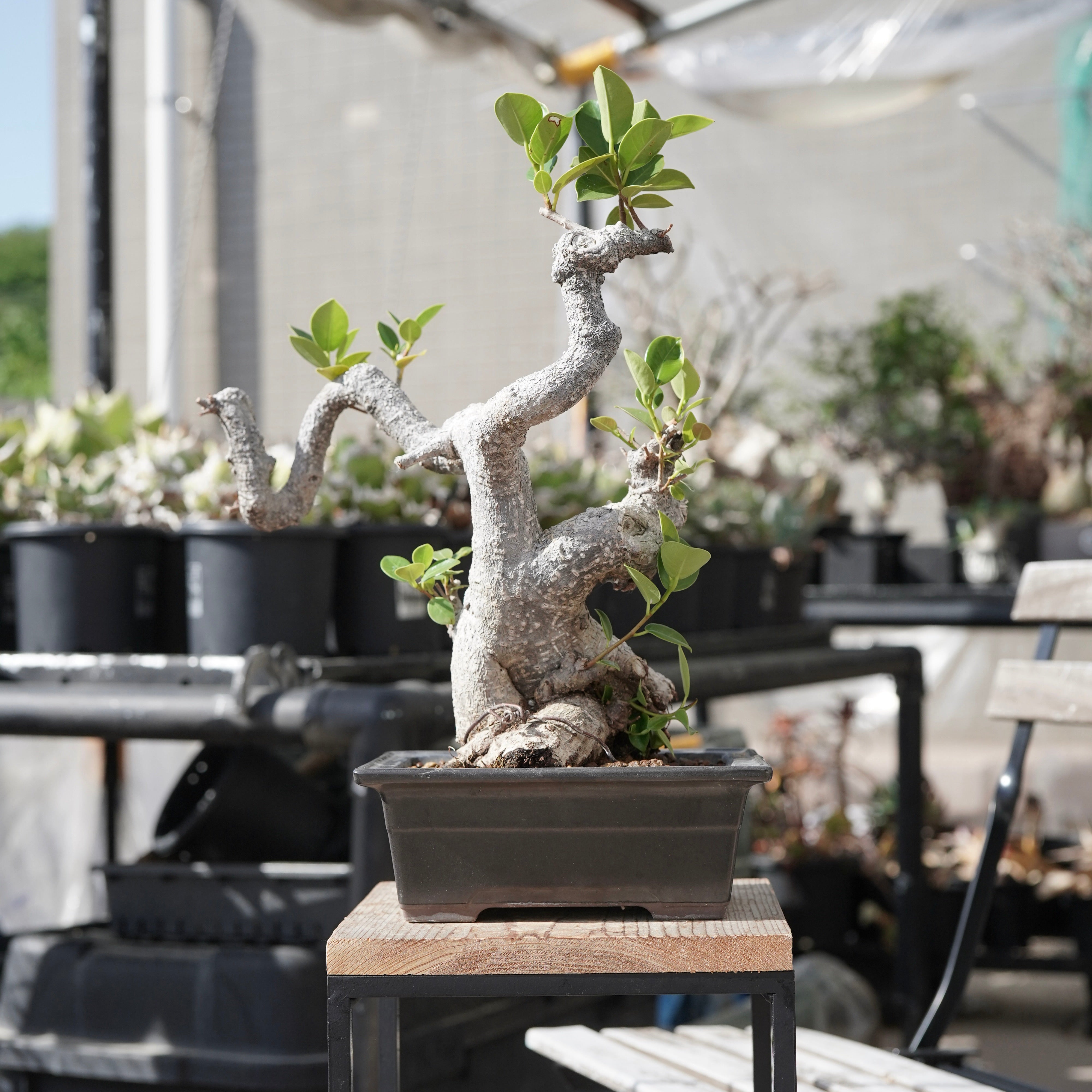 Ficus microcarpa（ガジュマル）No.13 – ELBAZ GREEN STORE