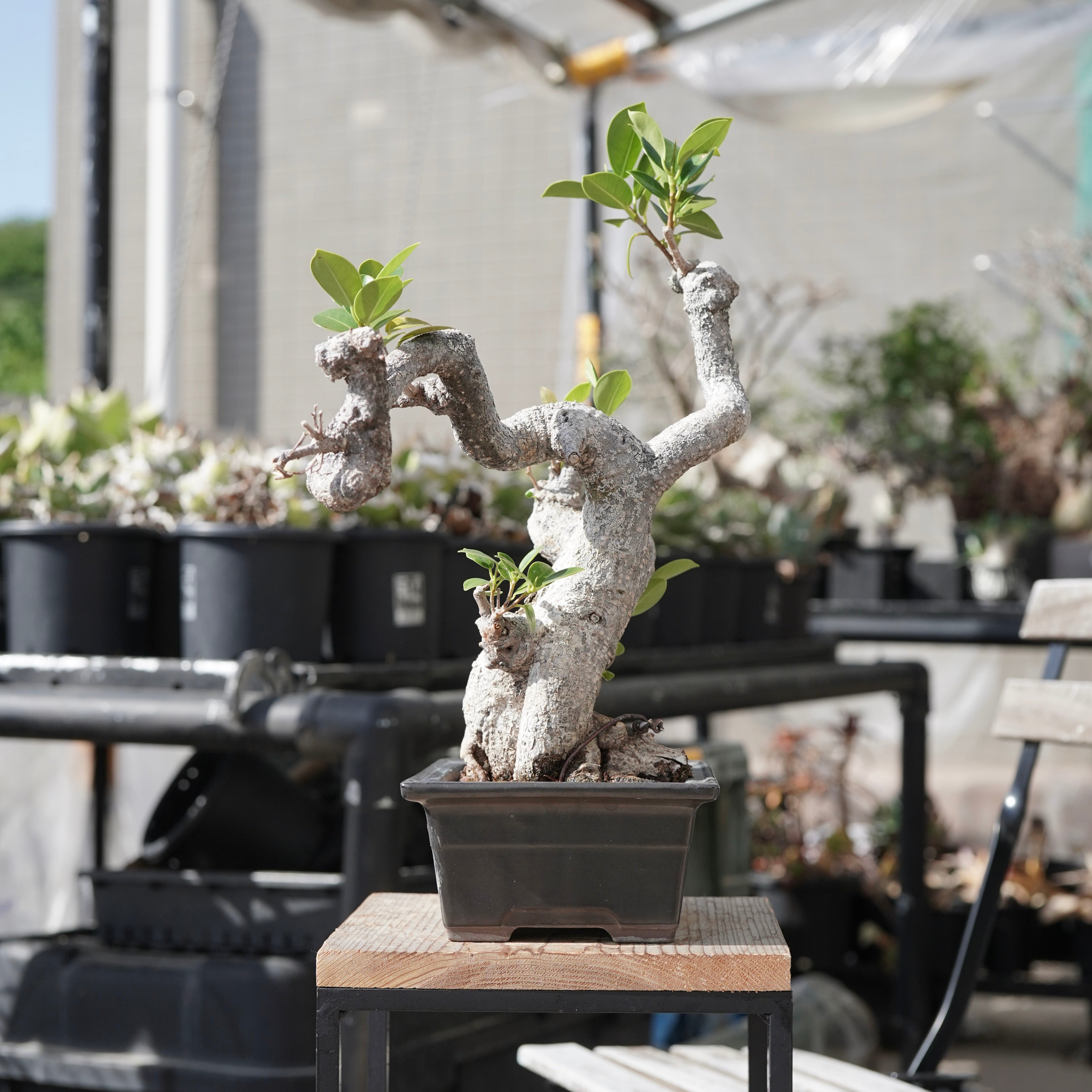 Ficus microcarpa（ガジュマル）No.13 – ELBAZ GREEN STORE
