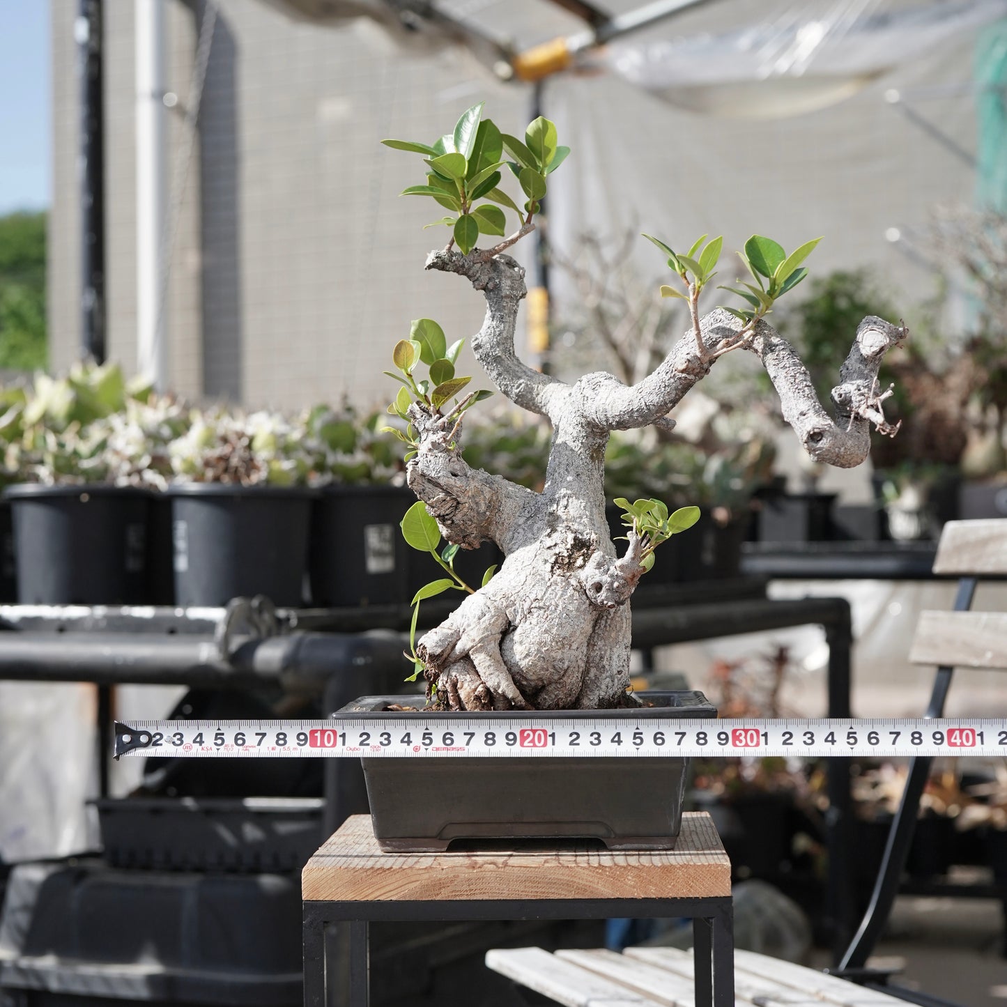 Ficus microcarpa（ガジュマル）No.13