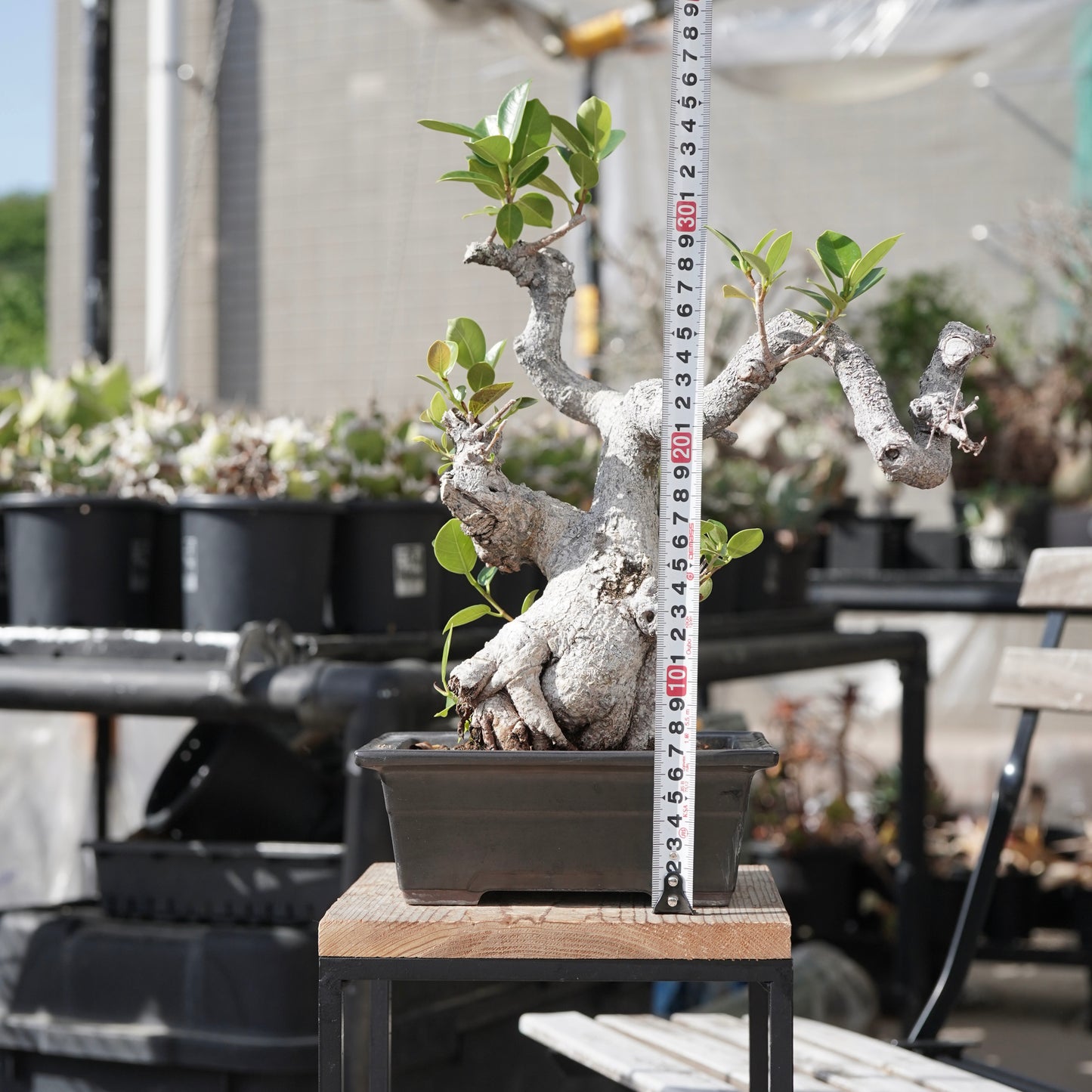 Ficus microcarpa（ガジュマル）No.13