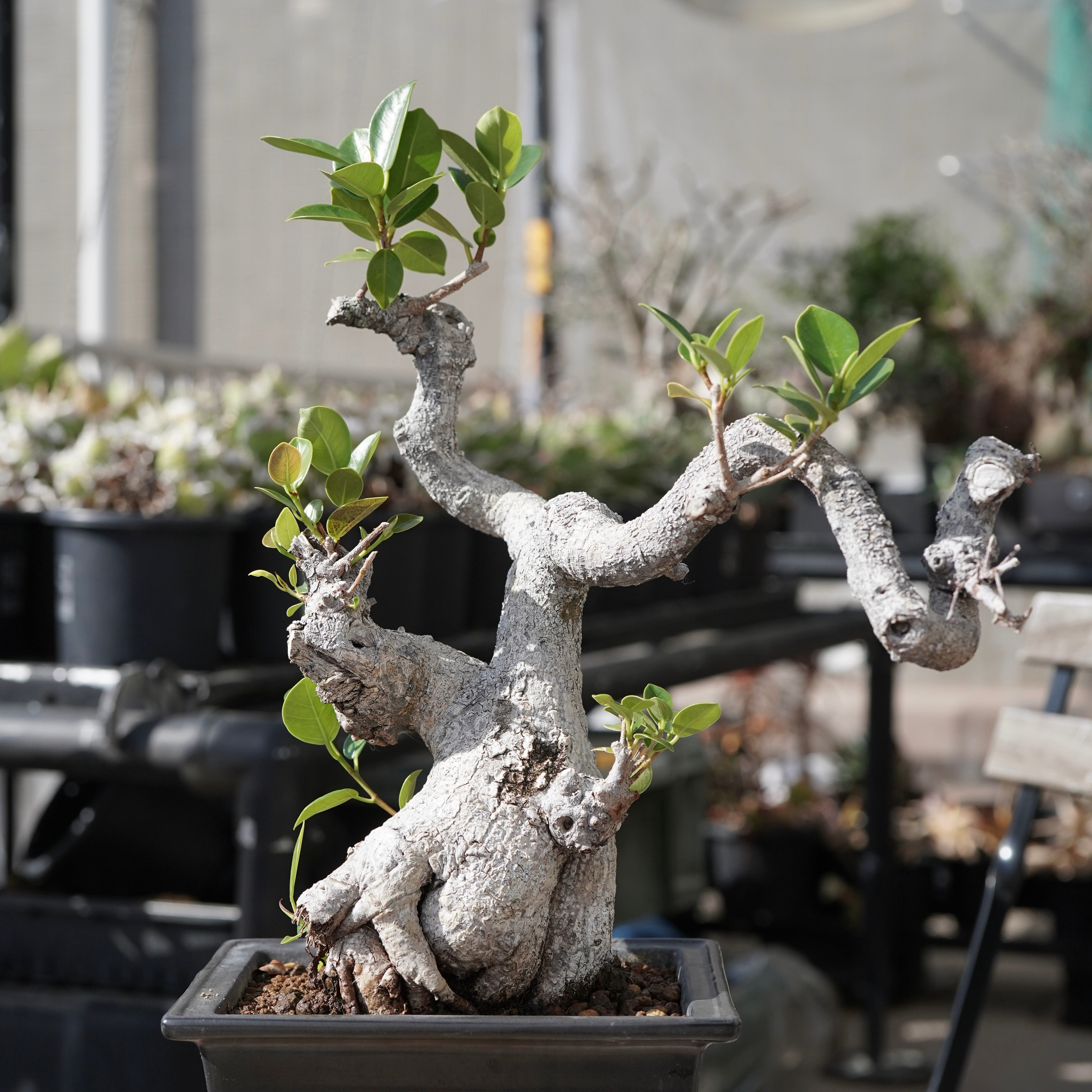 Ficus microcarpa（ガジュマル）No.13 – ELBAZ GREEN STORE