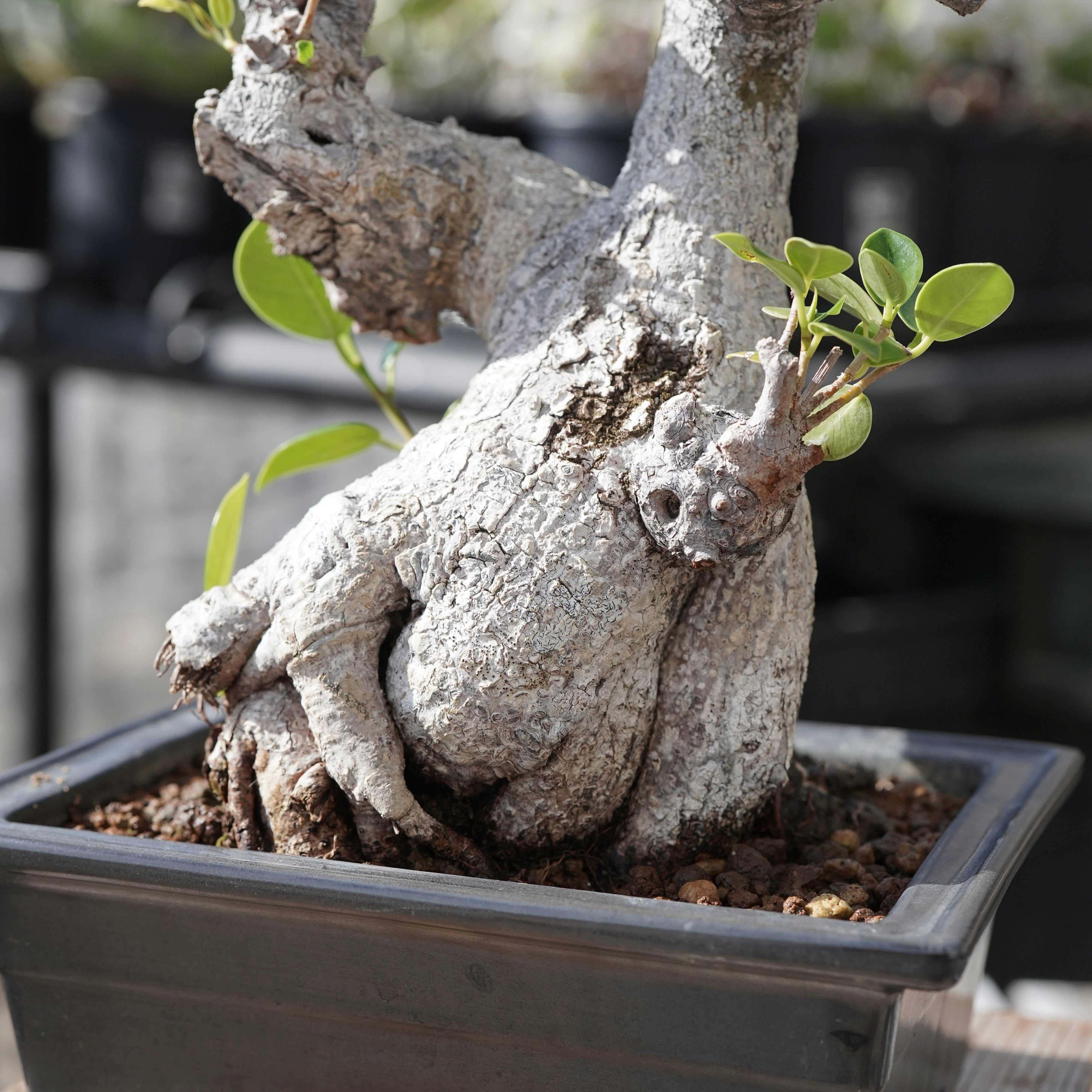Ficus microcarpa（ガジュマル）No.13 – ELBAZ GREEN STORE