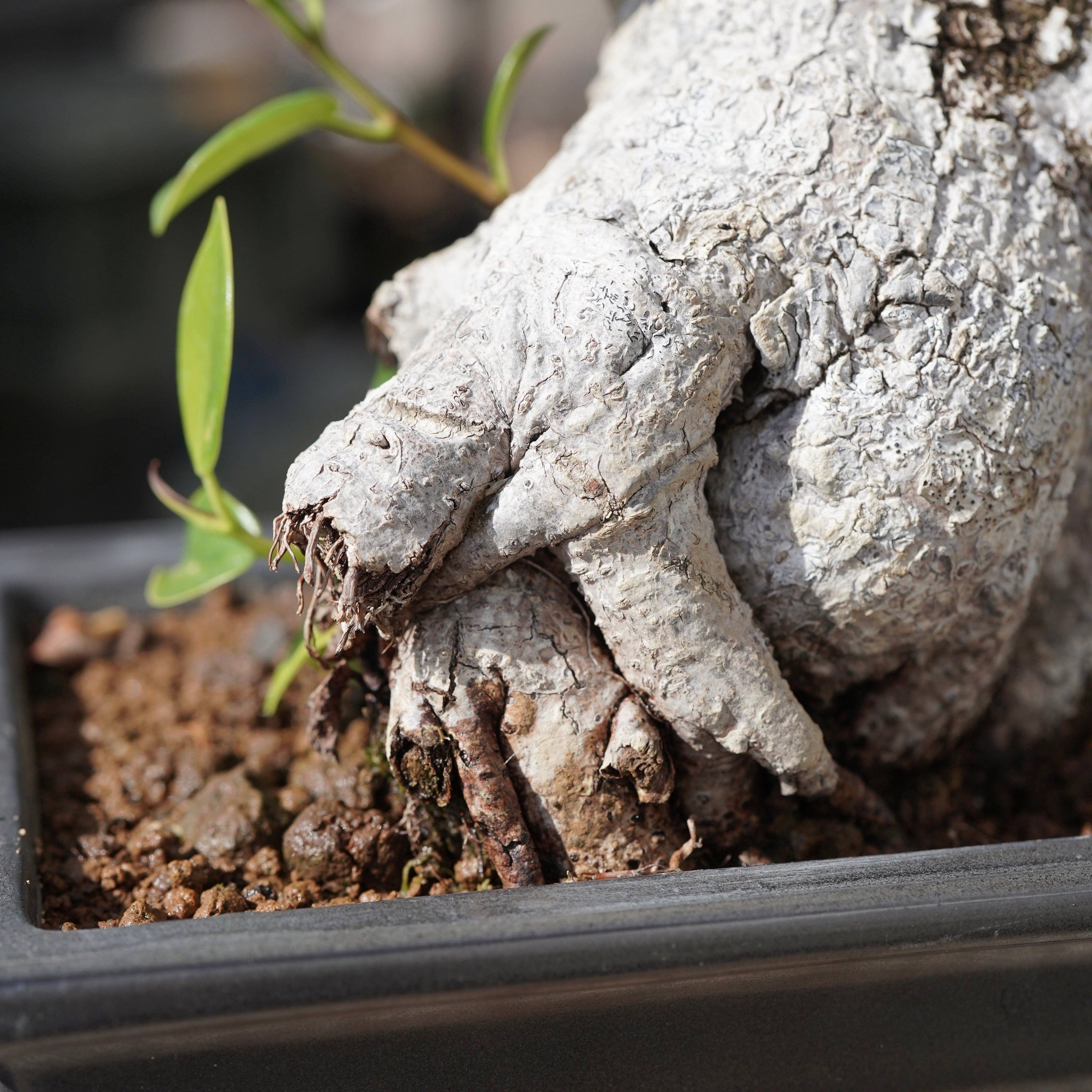Ficus microcarpa（ガジュマル）No.13 – ELBAZ GREEN STORE