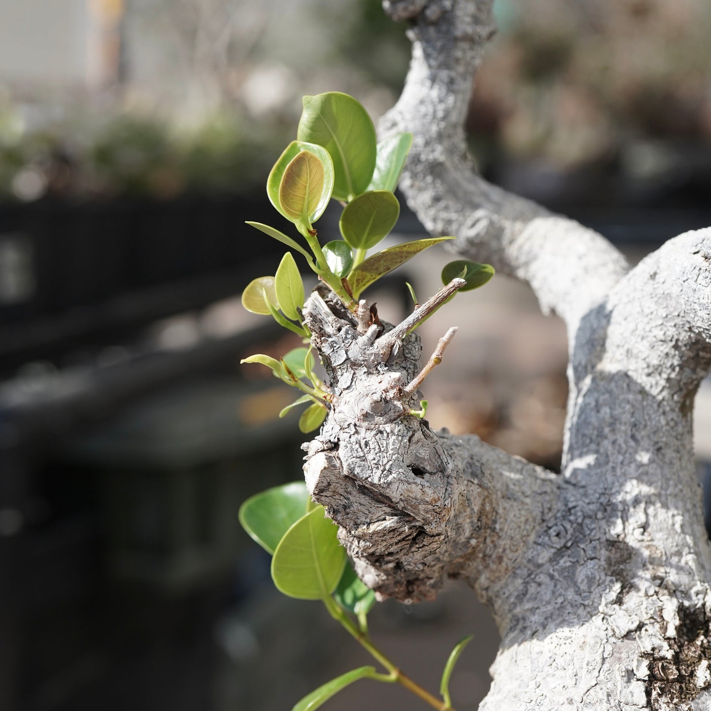 Ficus microcarpa（ガジュマル）No.13