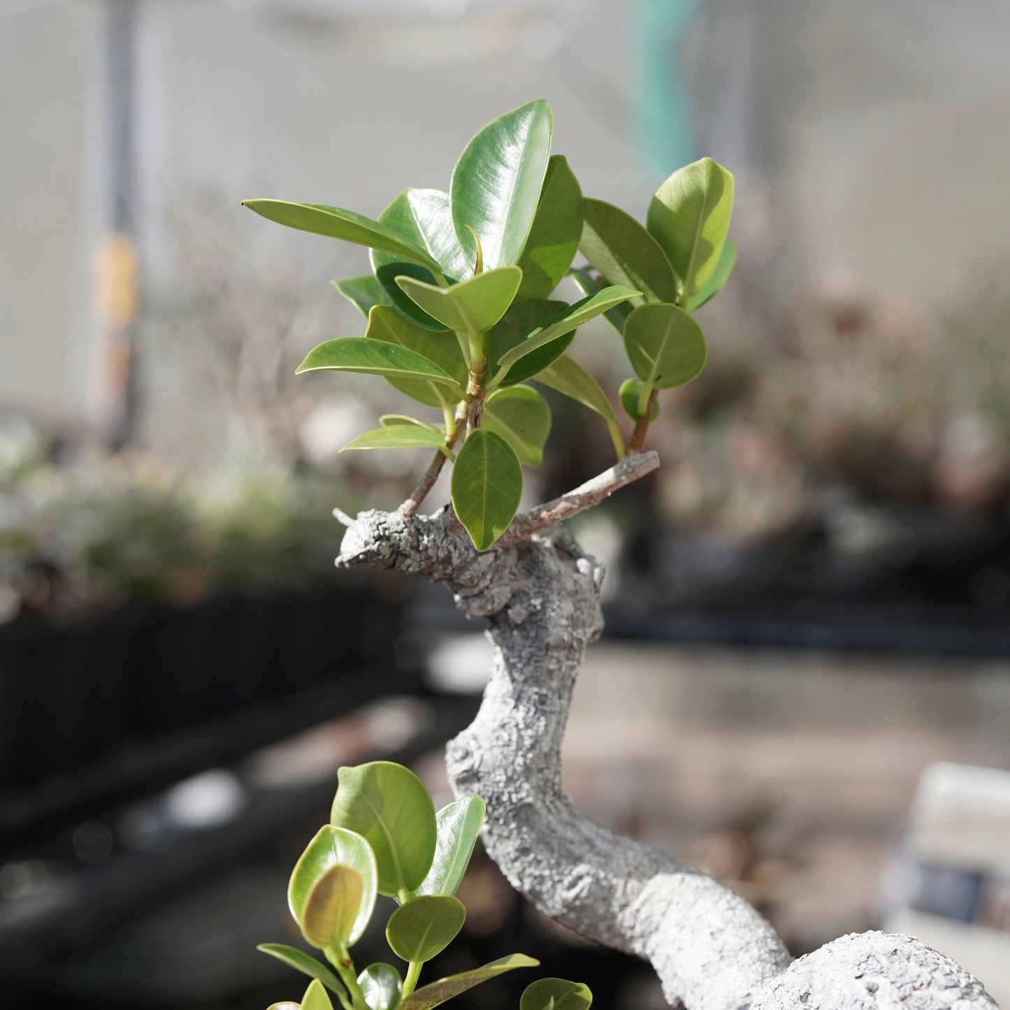 Ficus microcarpa（ガジュマル）No.13