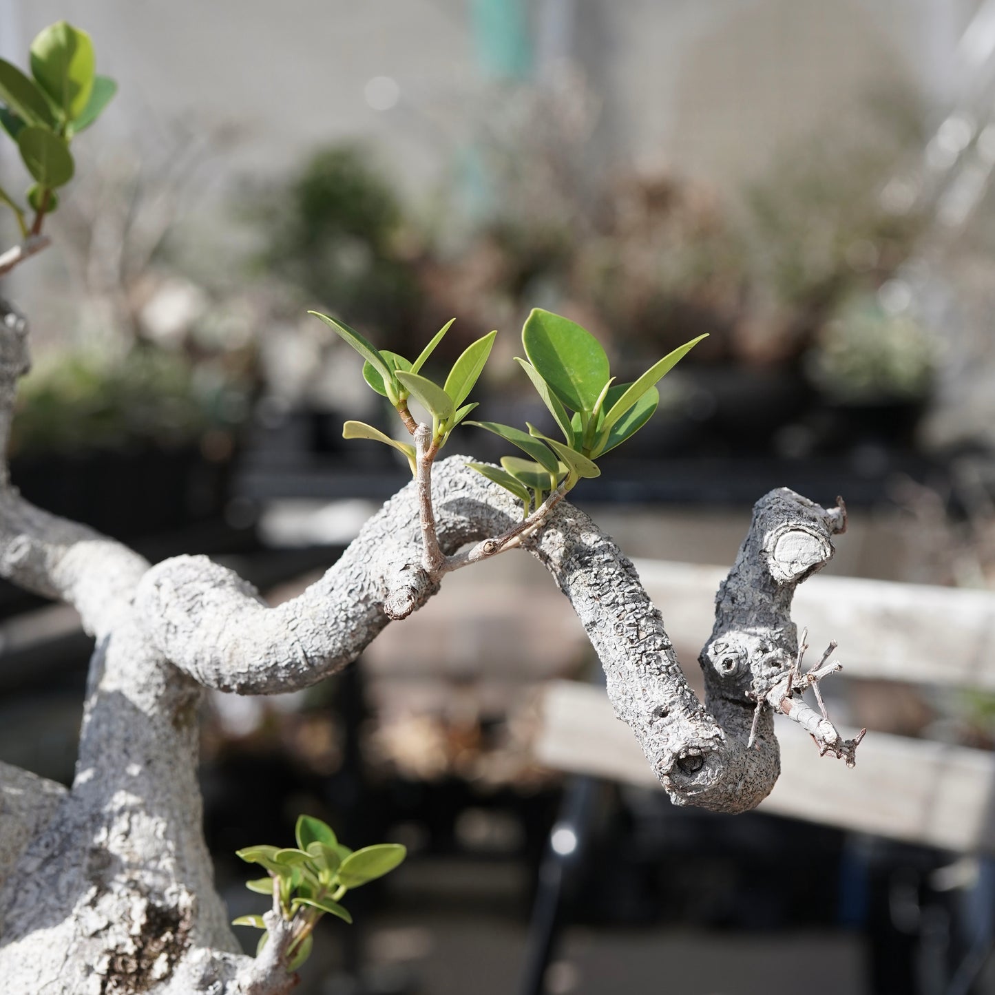 Ficus microcarpa（ガジュマル）No.13