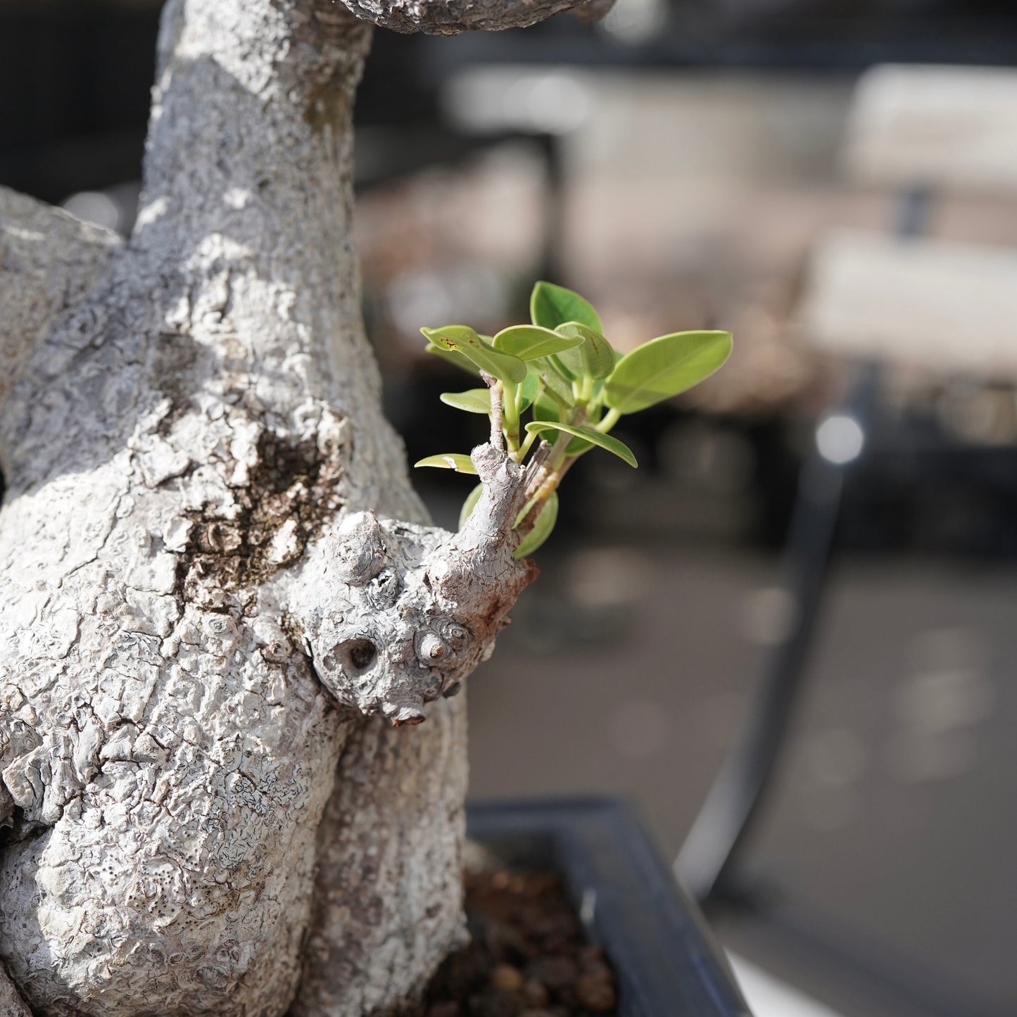 Ficus microcarpa（ガジュマル）No.13