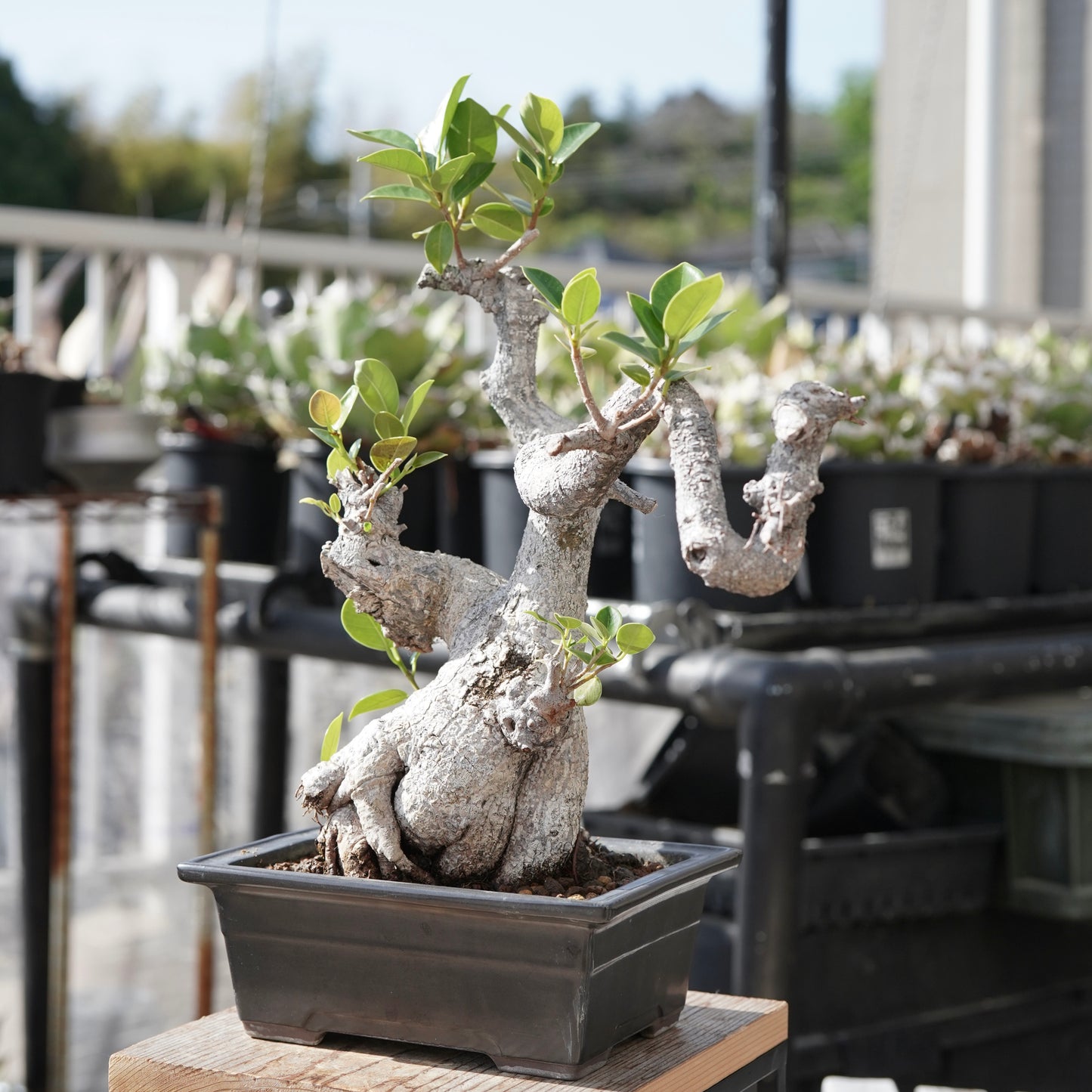 Ficus microcarpa（ガジュマル）No.13