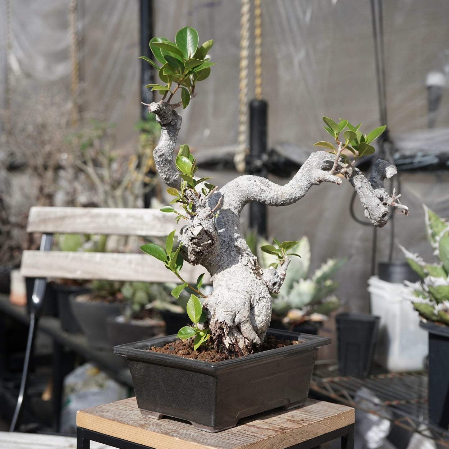 Ficus microcarpa（ガジュマル）No.13