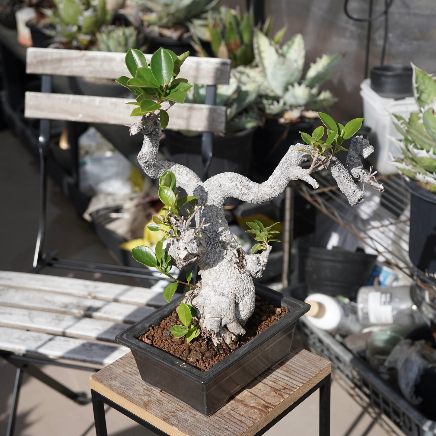 Ficus microcarpa（ガジュマル）No.13