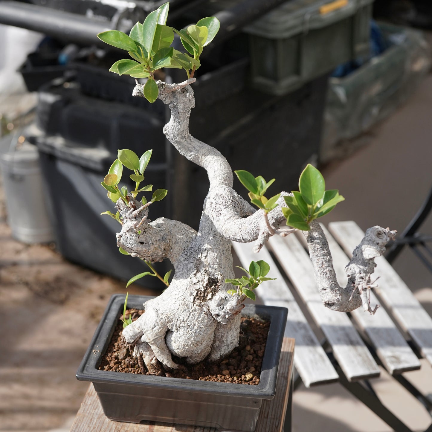 Ficus microcarpa（ガジュマル）No.13