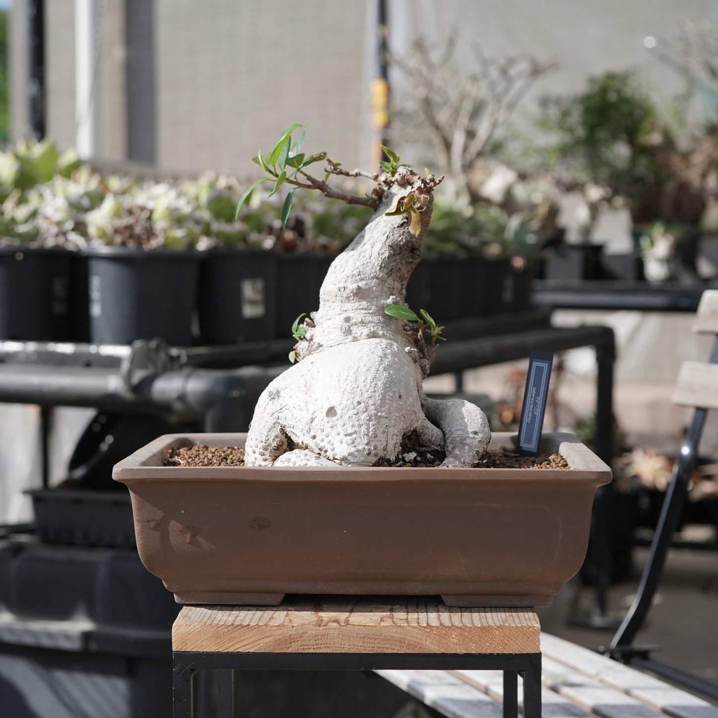Ficus microcarpa（ガジュマル）No.14