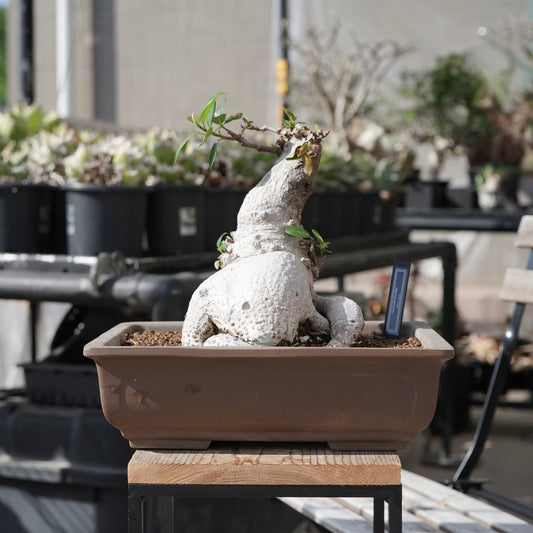 Ficus microcarpa（ガジュマル）No.14