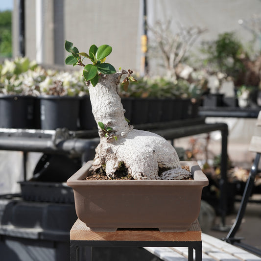 Ficus microcarpa（ガジュマル）No.14