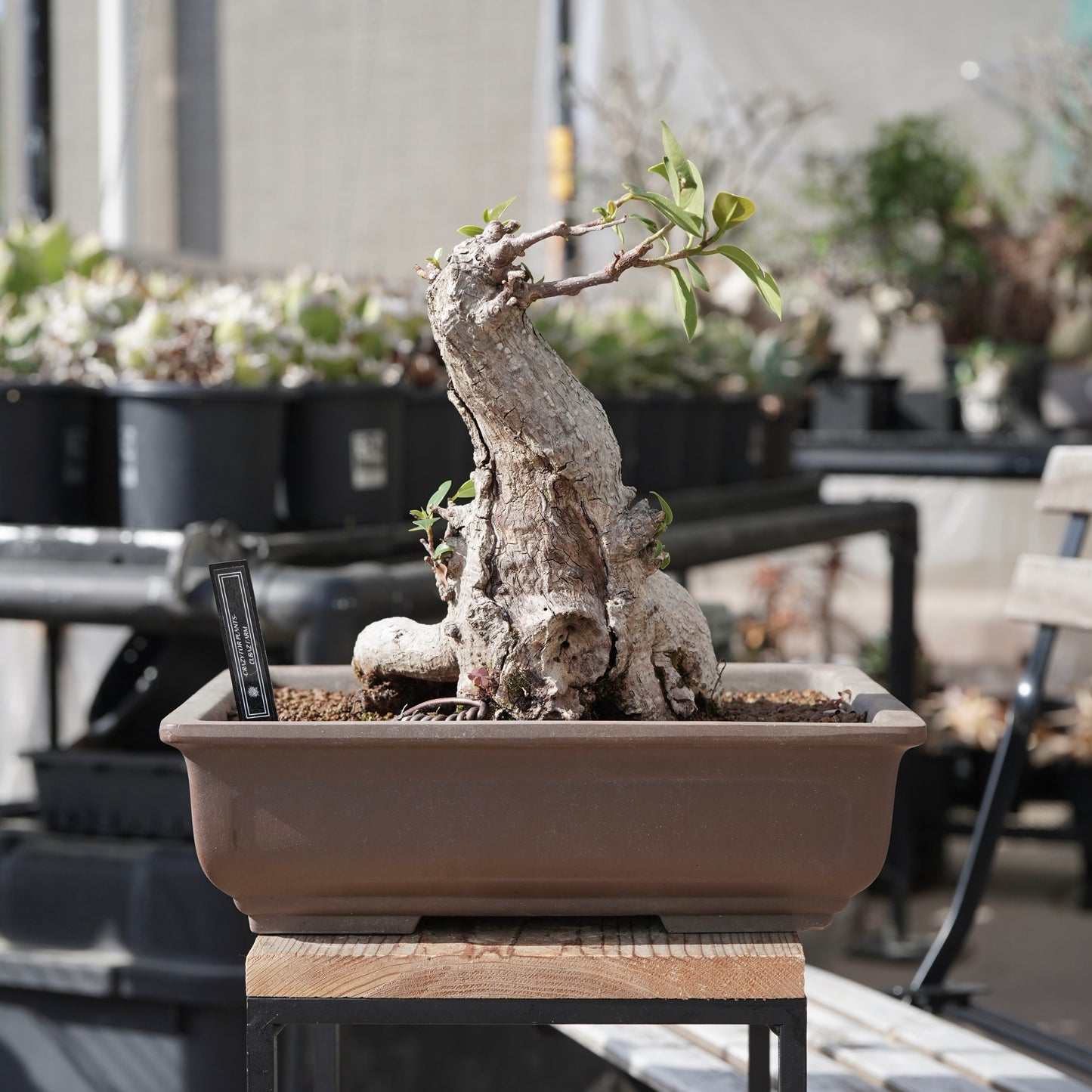 Ficus microcarpa（ガジュマル）No.14