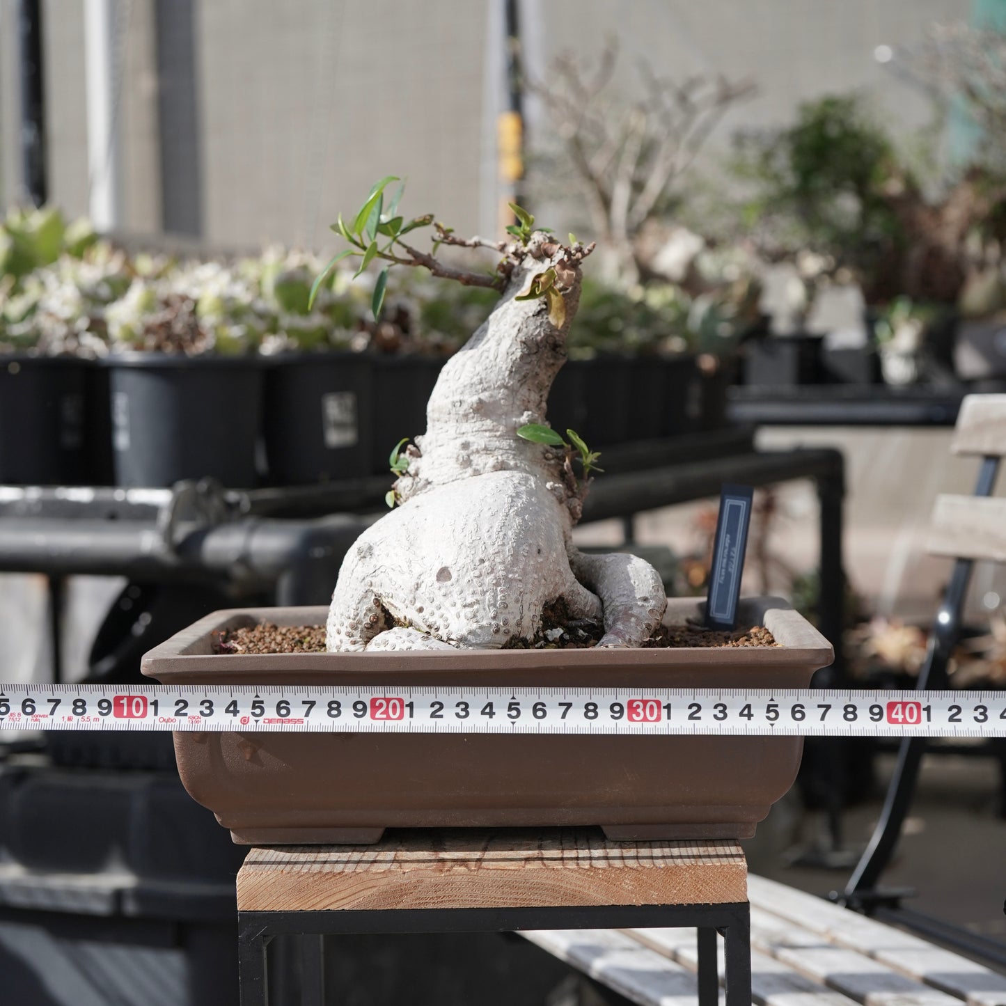 Ficus microcarpa（ガジュマル）No.14