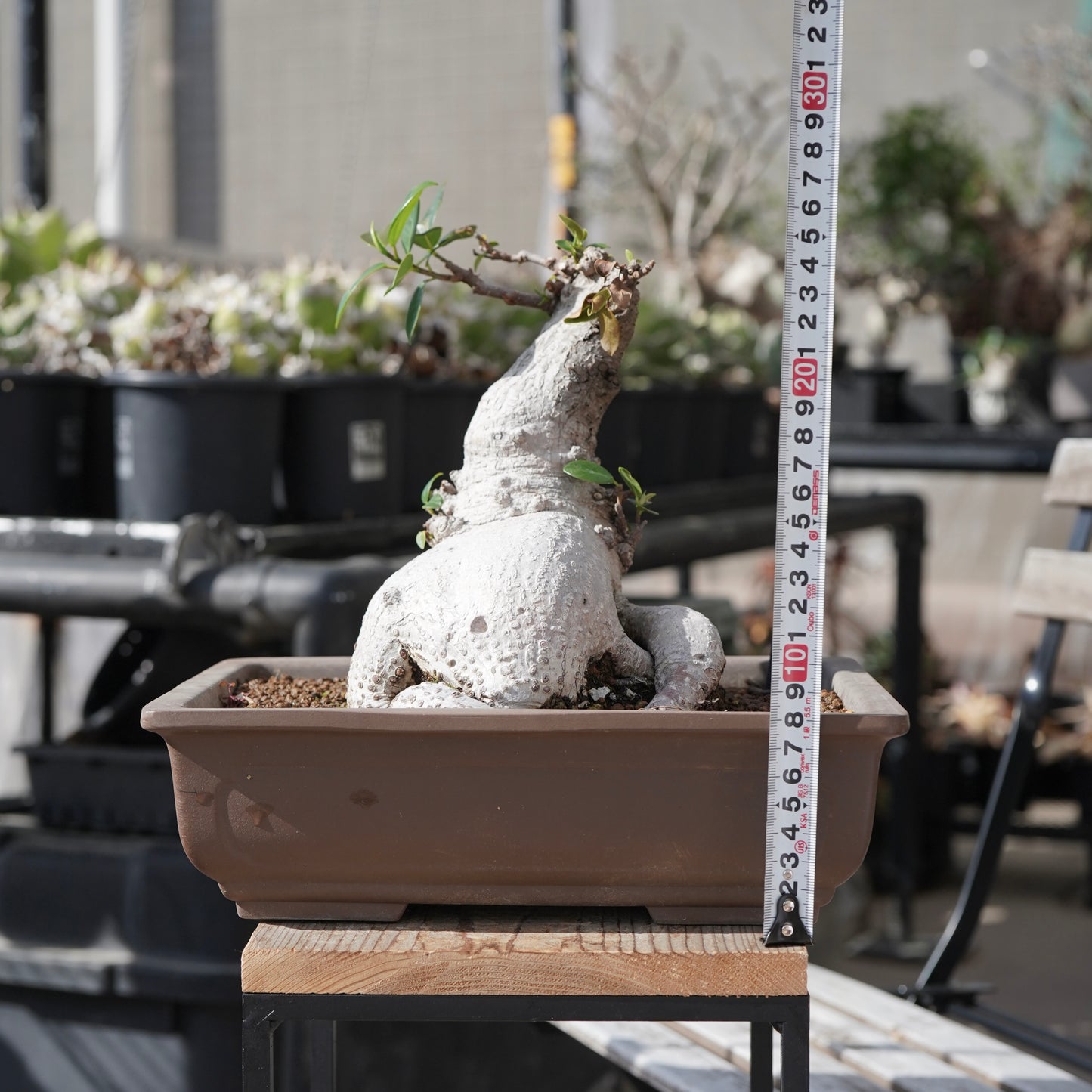 Ficus microcarpa（ガジュマル）No.14
