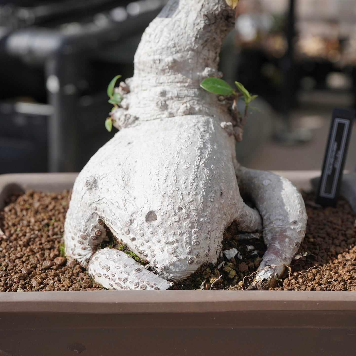 Ficus microcarpa（ガジュマル）No.14