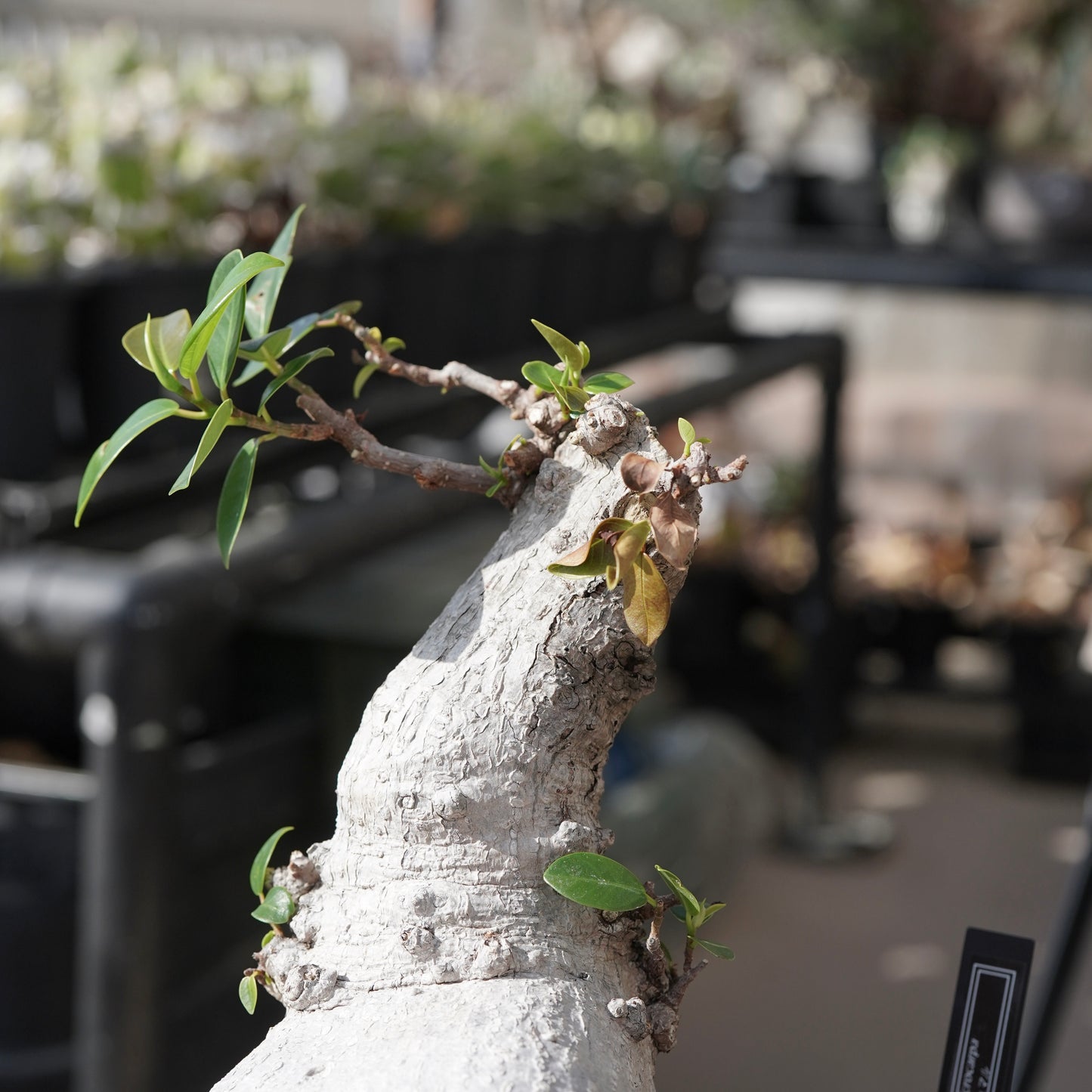 Ficus microcarpa（ガジュマル）No.14