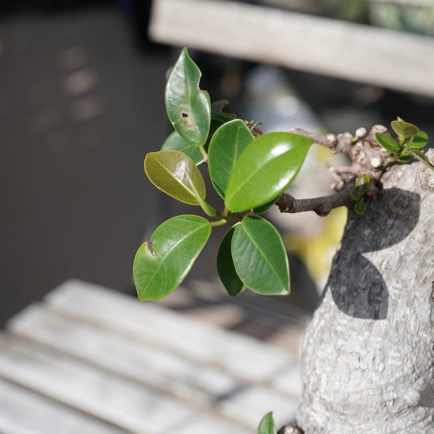 Ficus microcarpa（ガジュマル）No.14
