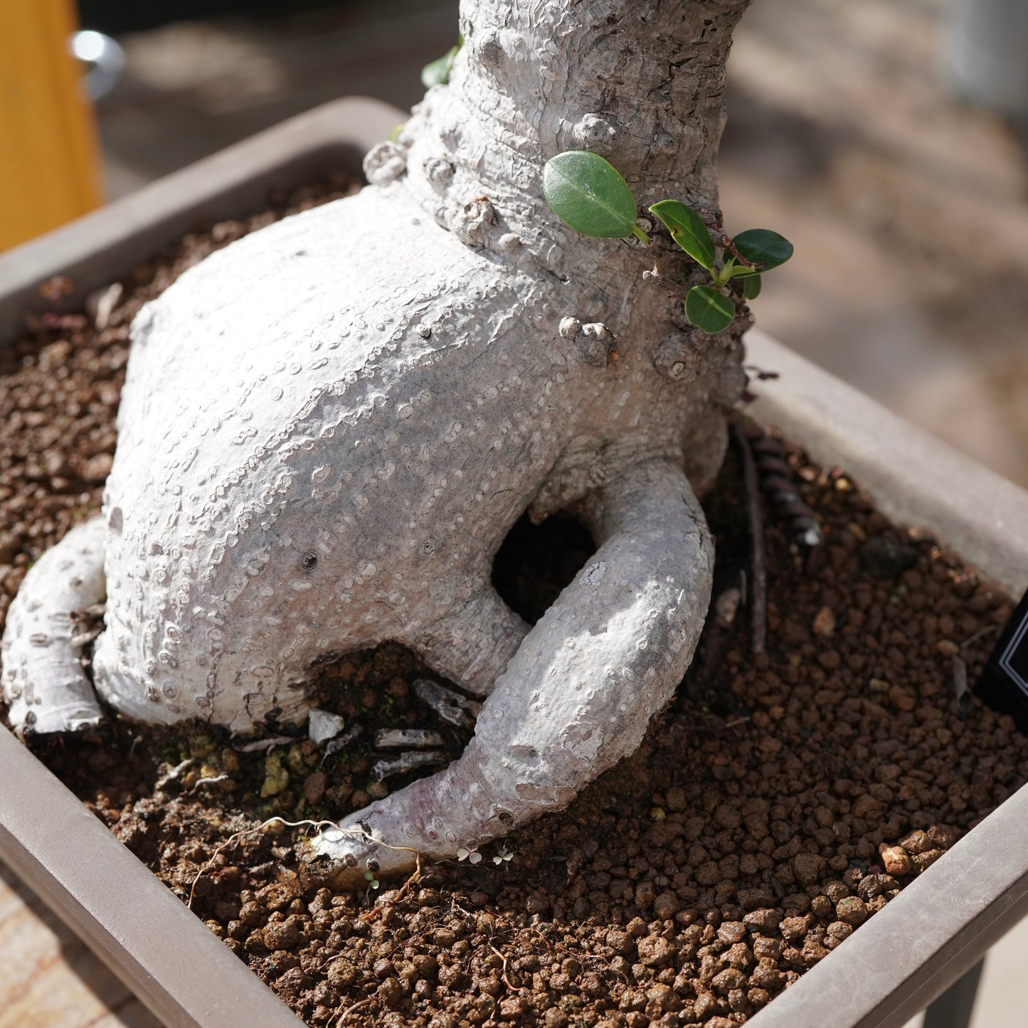Ficus microcarpa（ガジュマル）No.14