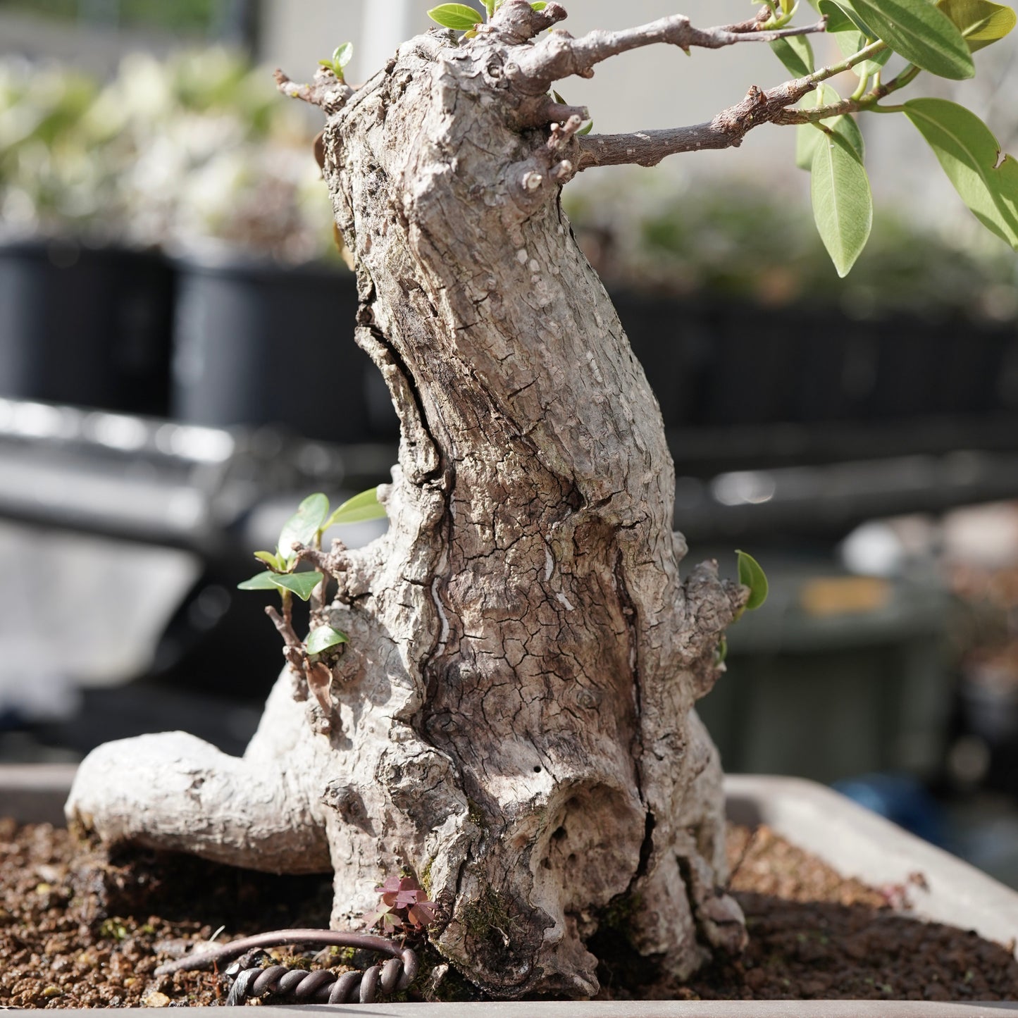 Ficus microcarpa（ガジュマル）No.14