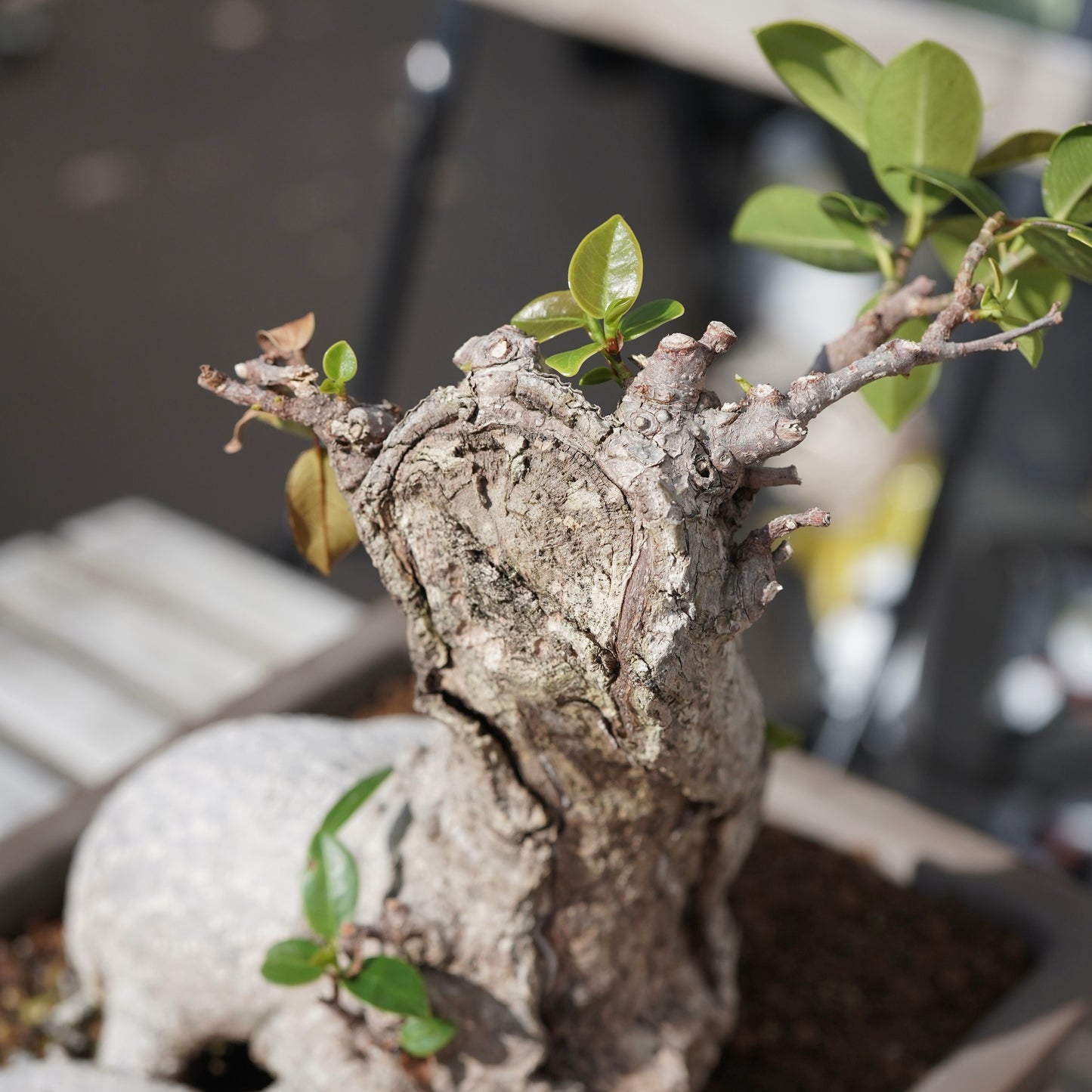 Ficus microcarpa（ガジュマル）No.14