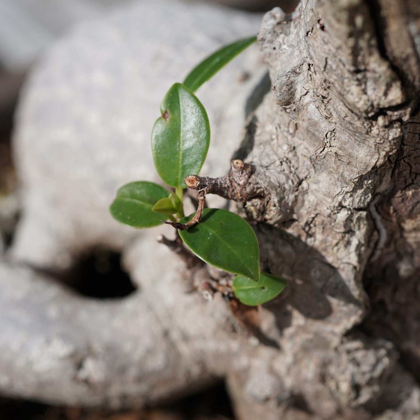 Ficus microcarpa（ガジュマル）No.14