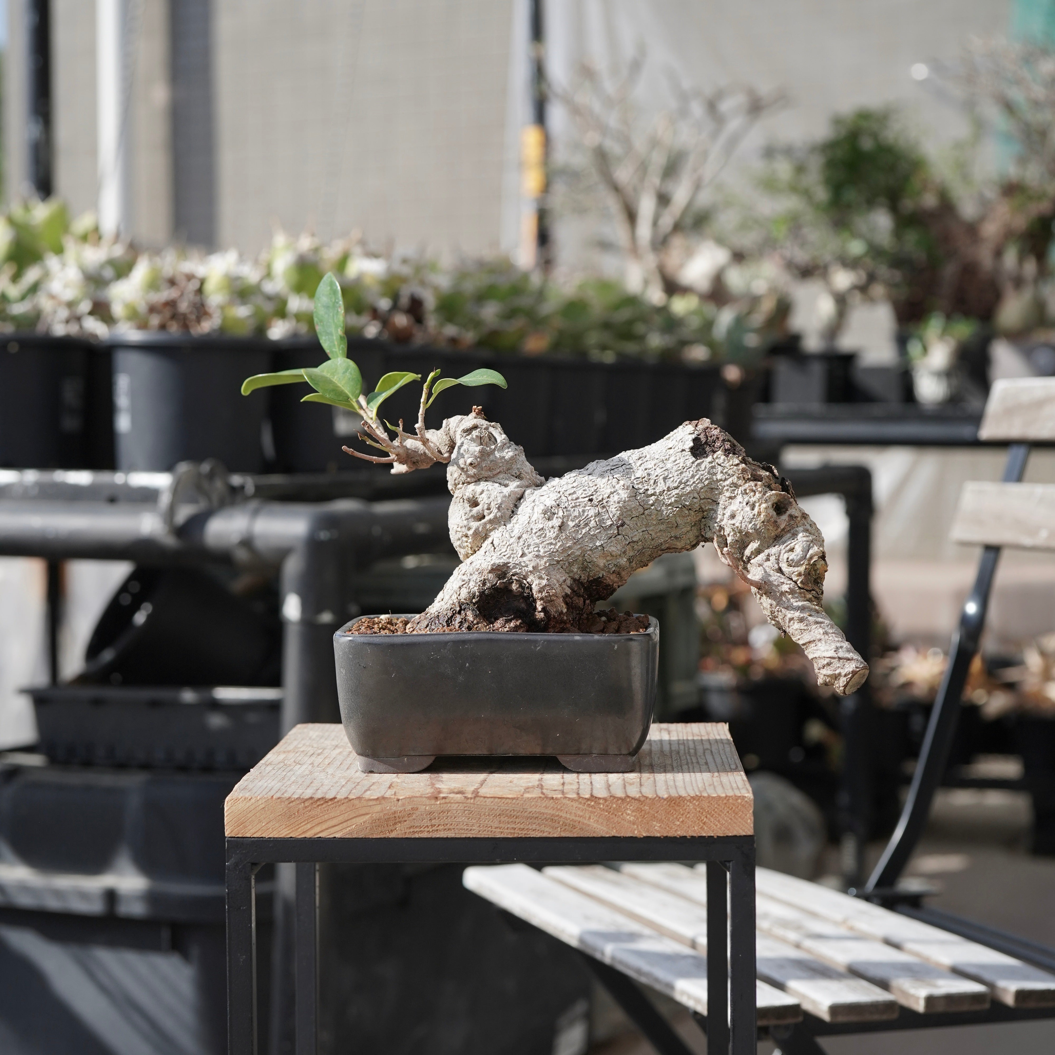 小葉ガジュマル4 小葉ガジュマル_002 | 丸吉工芸｜沖縄小葉ガジュマル｜観葉植物・盆栽