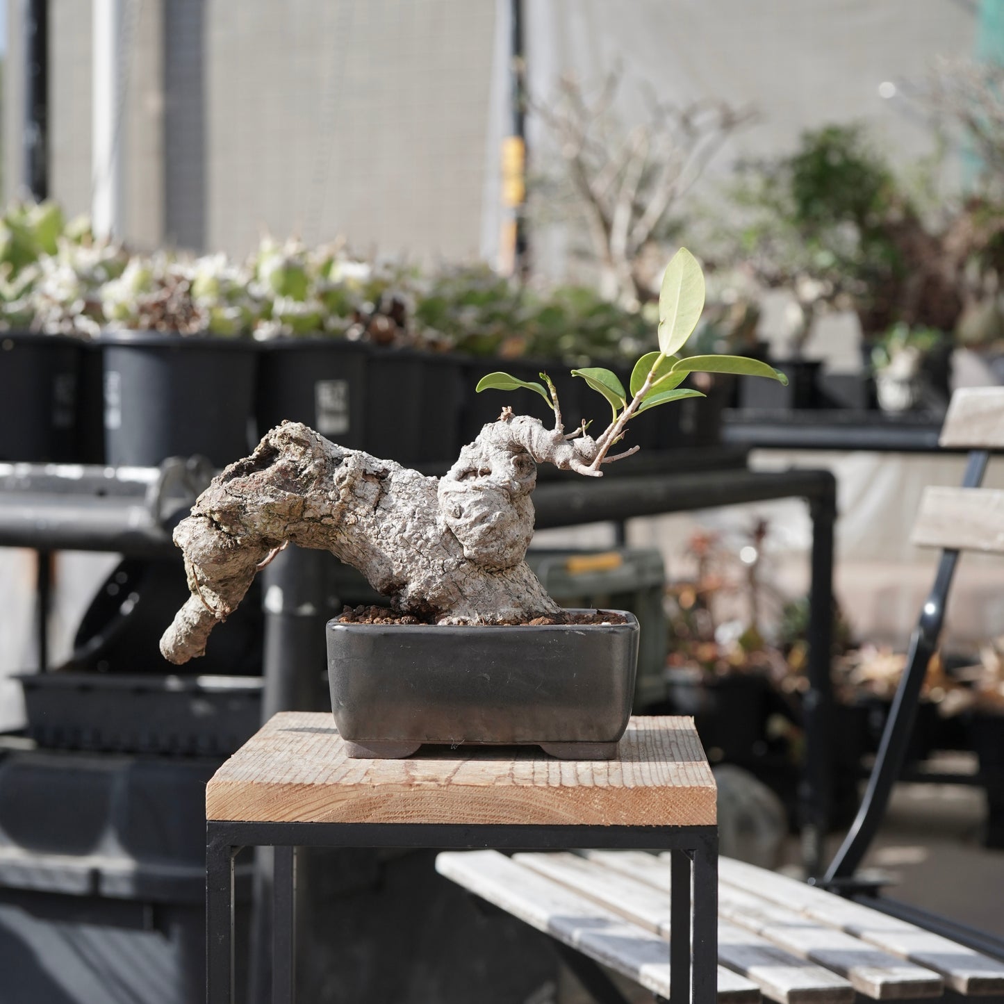 Ficus microcarpa（ガジュマル）No.15