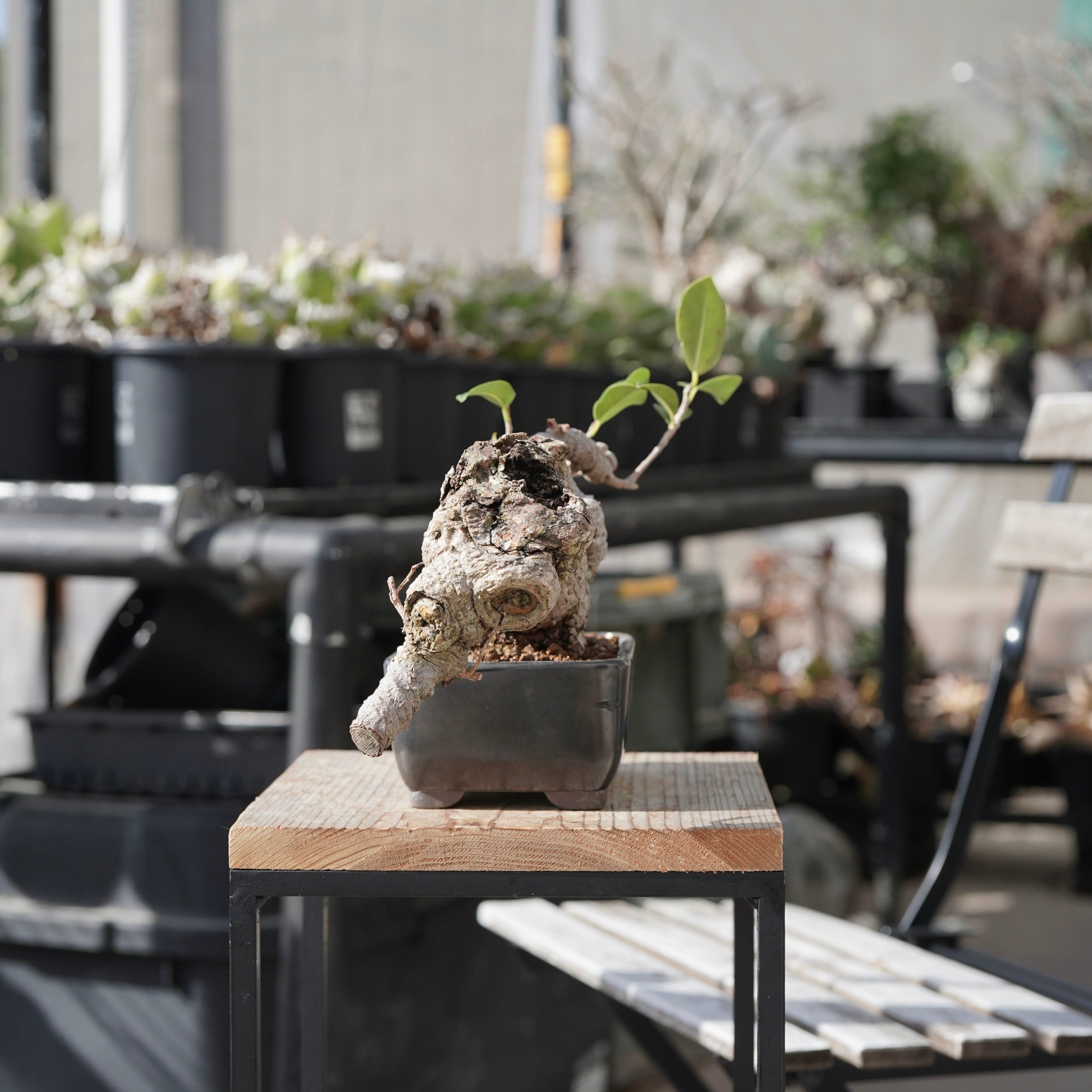 小葉ガジュマル 小葉ガジュマルの育 | 丸吉工芸｜沖縄小葉ガジュマル｜観葉植物・盆栽