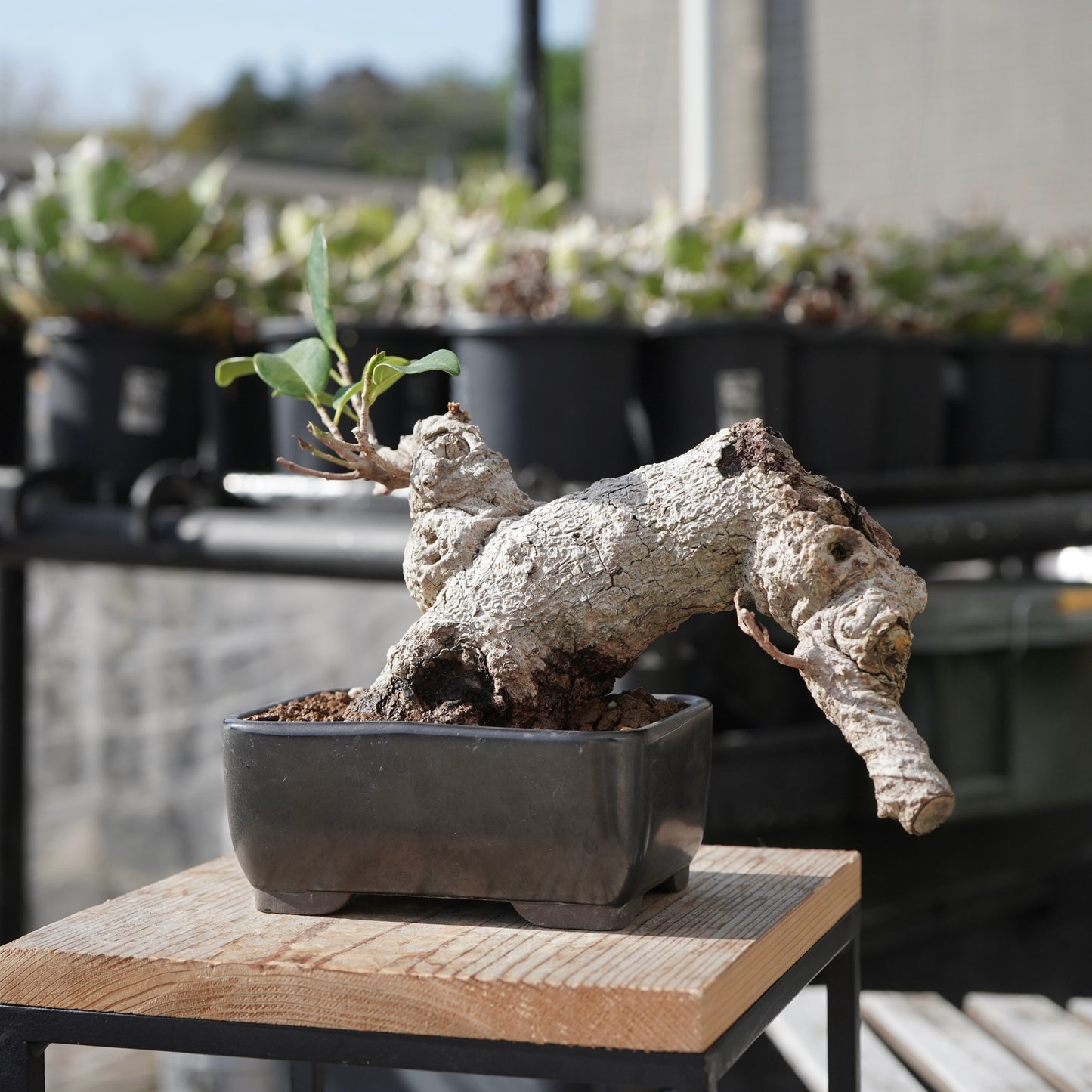 Ficus microcarpa（ガジュマル）No.15