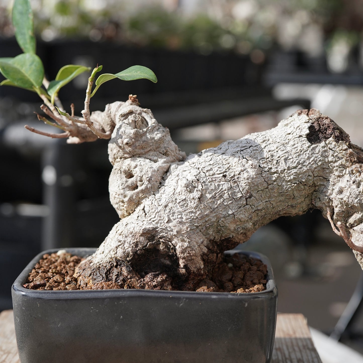 Ficus microcarpa（ガジュマル）No.15