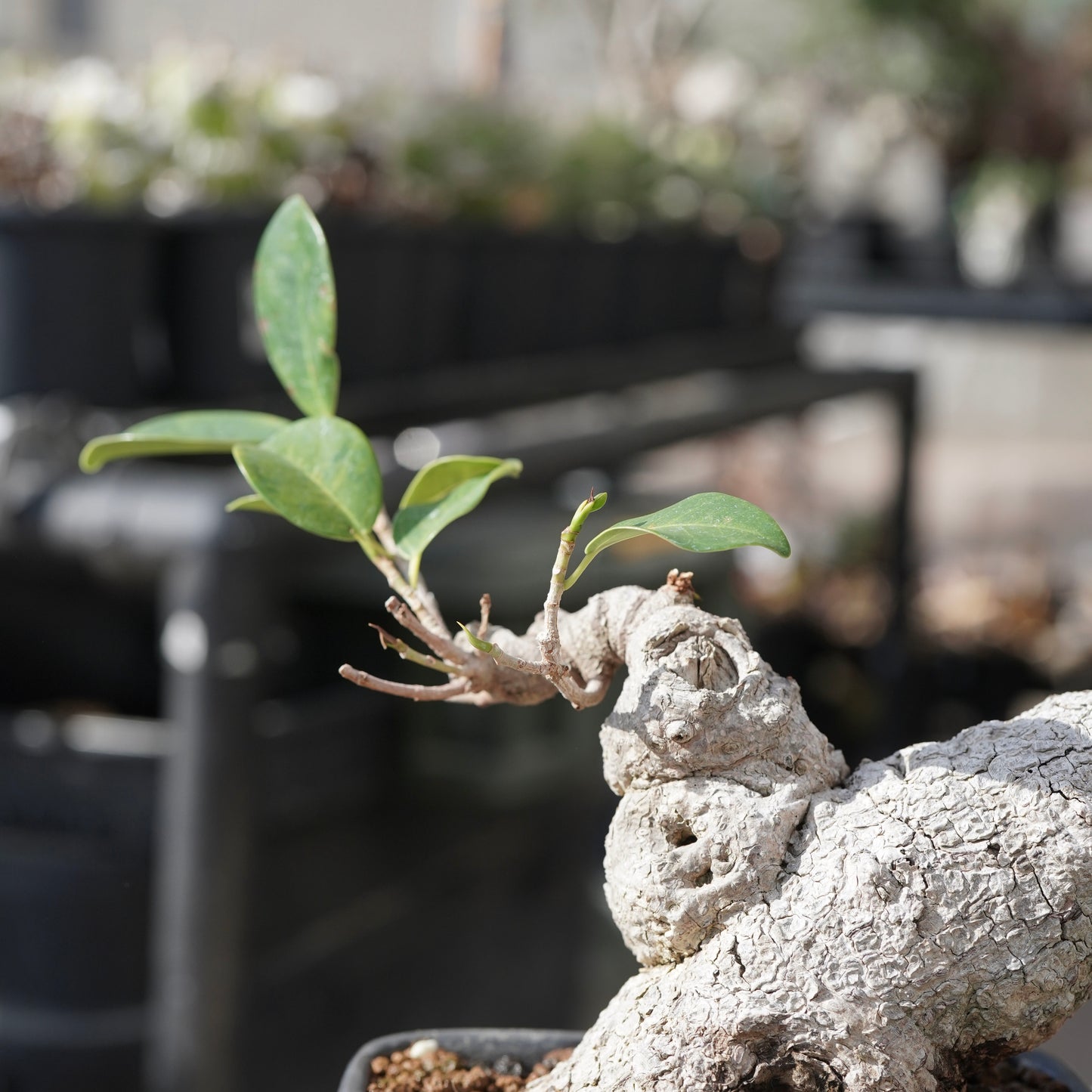 Ficus microcarpa（ガジュマル）No.15