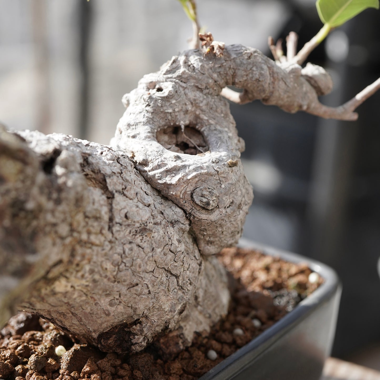 Ficus microcarpa（ガジュマル）No.15