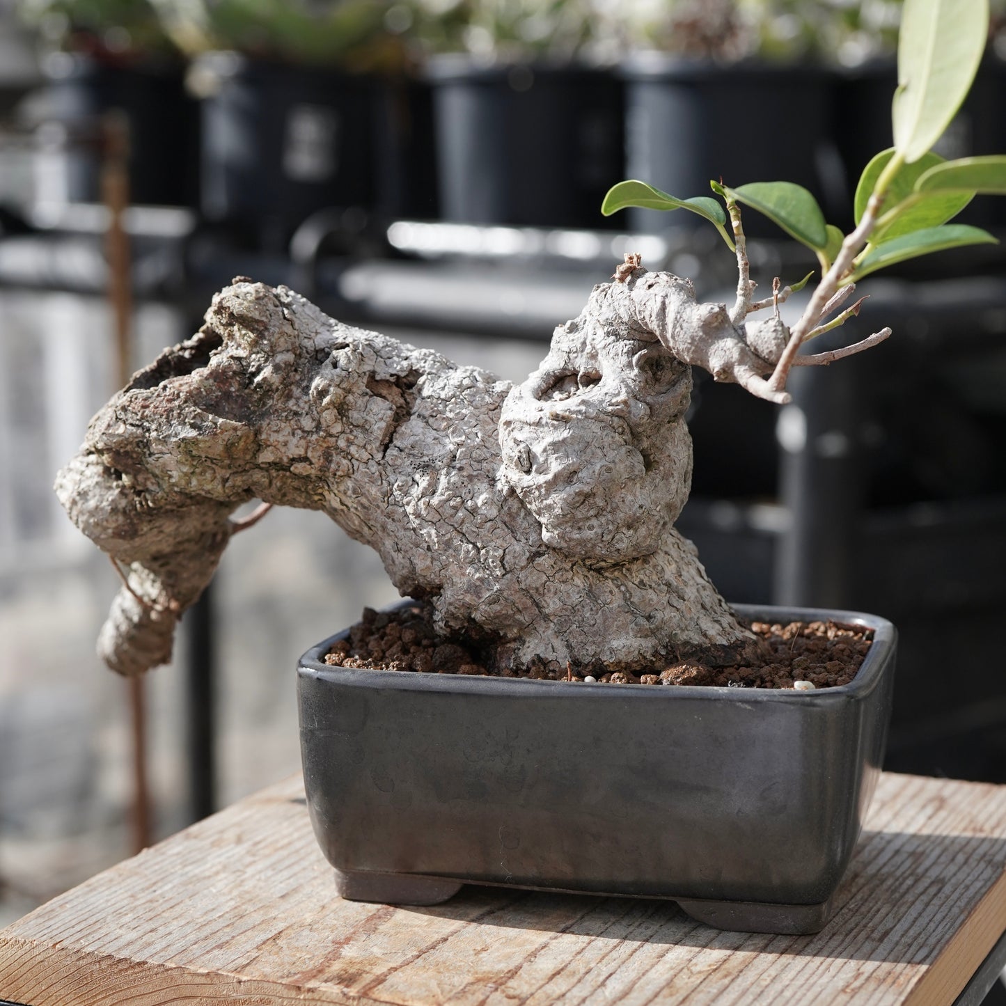 Ficus microcarpa（ガジュマル）No.15