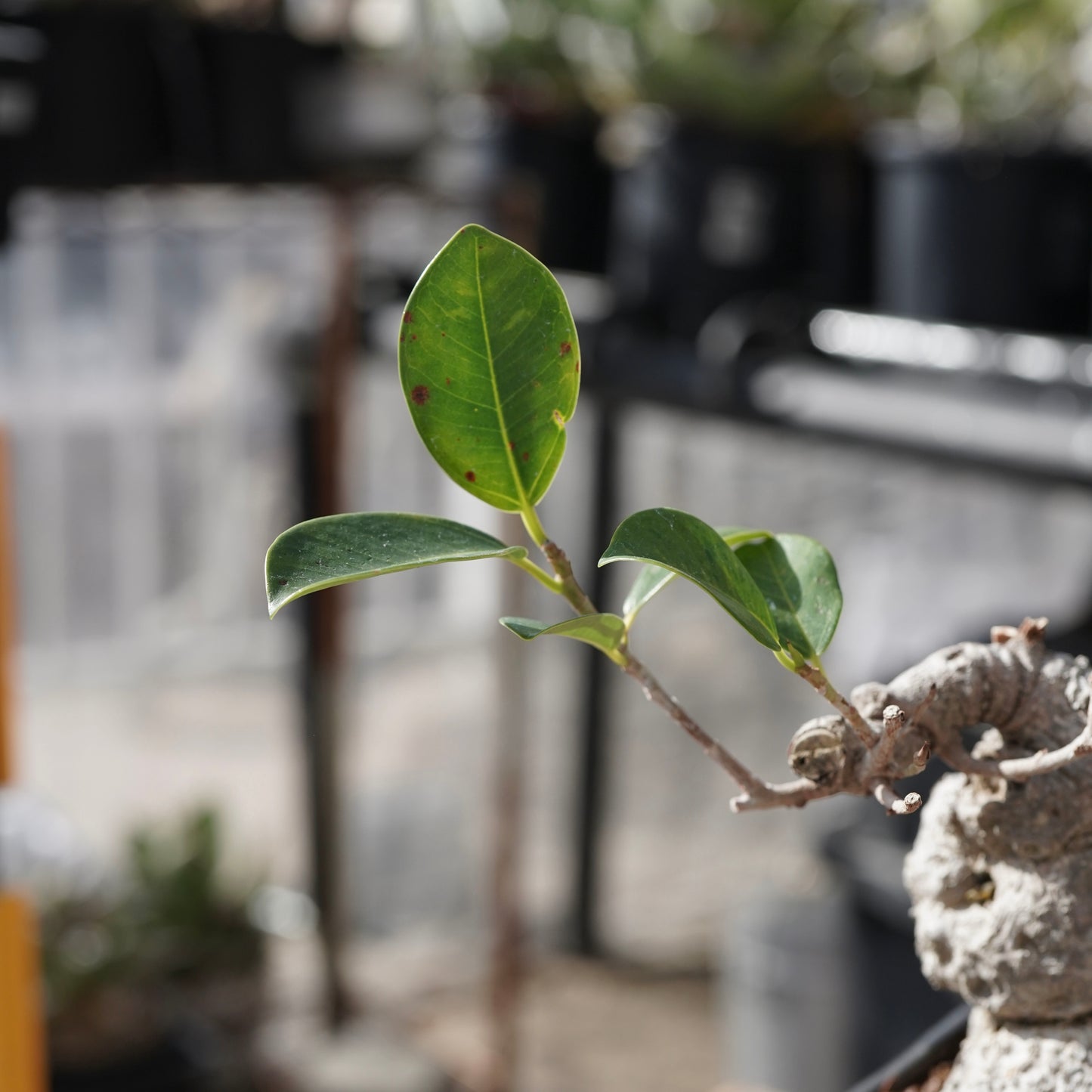 Ficus microcarpa（ガジュマル）No.15