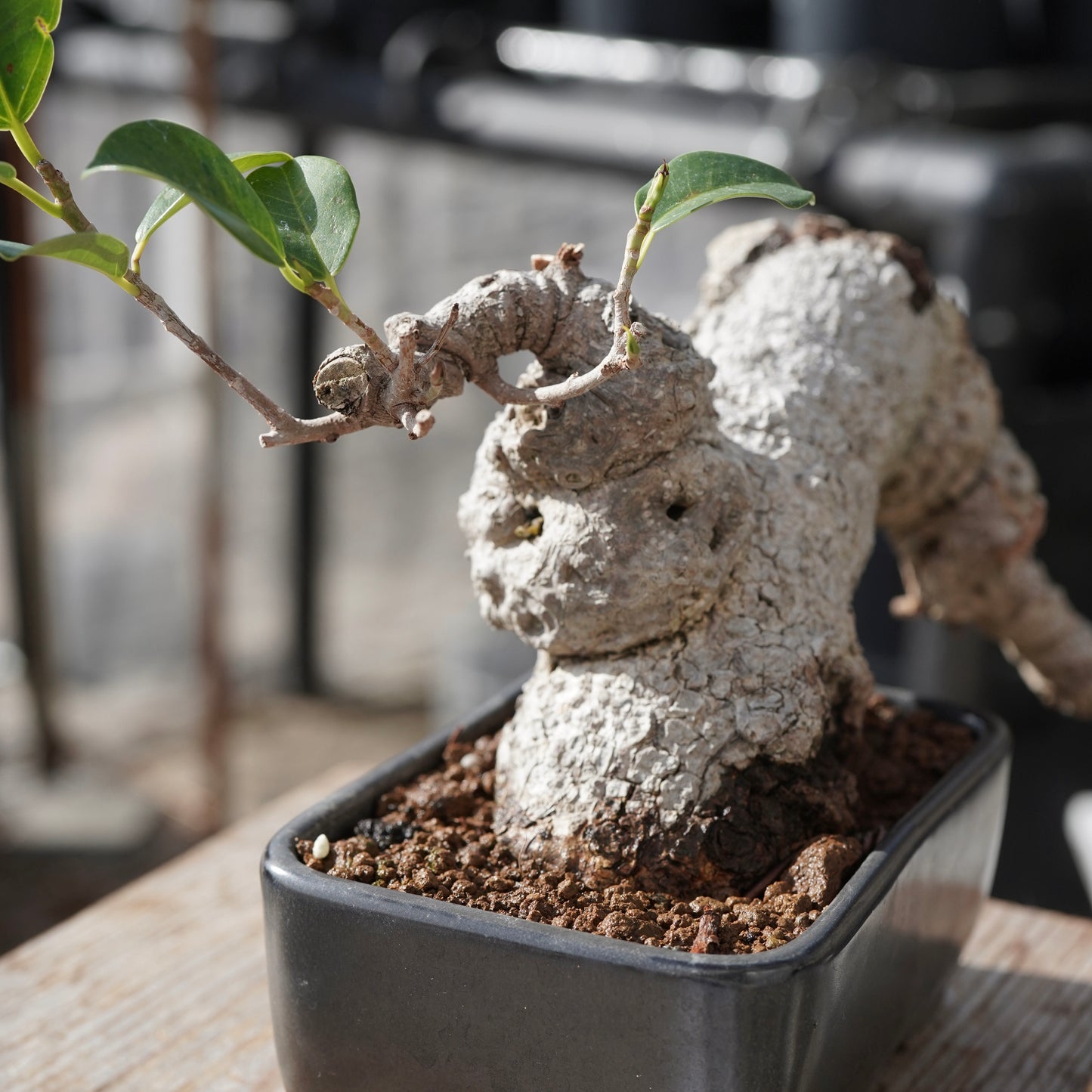 Ficus microcarpa（ガジュマル）No.15