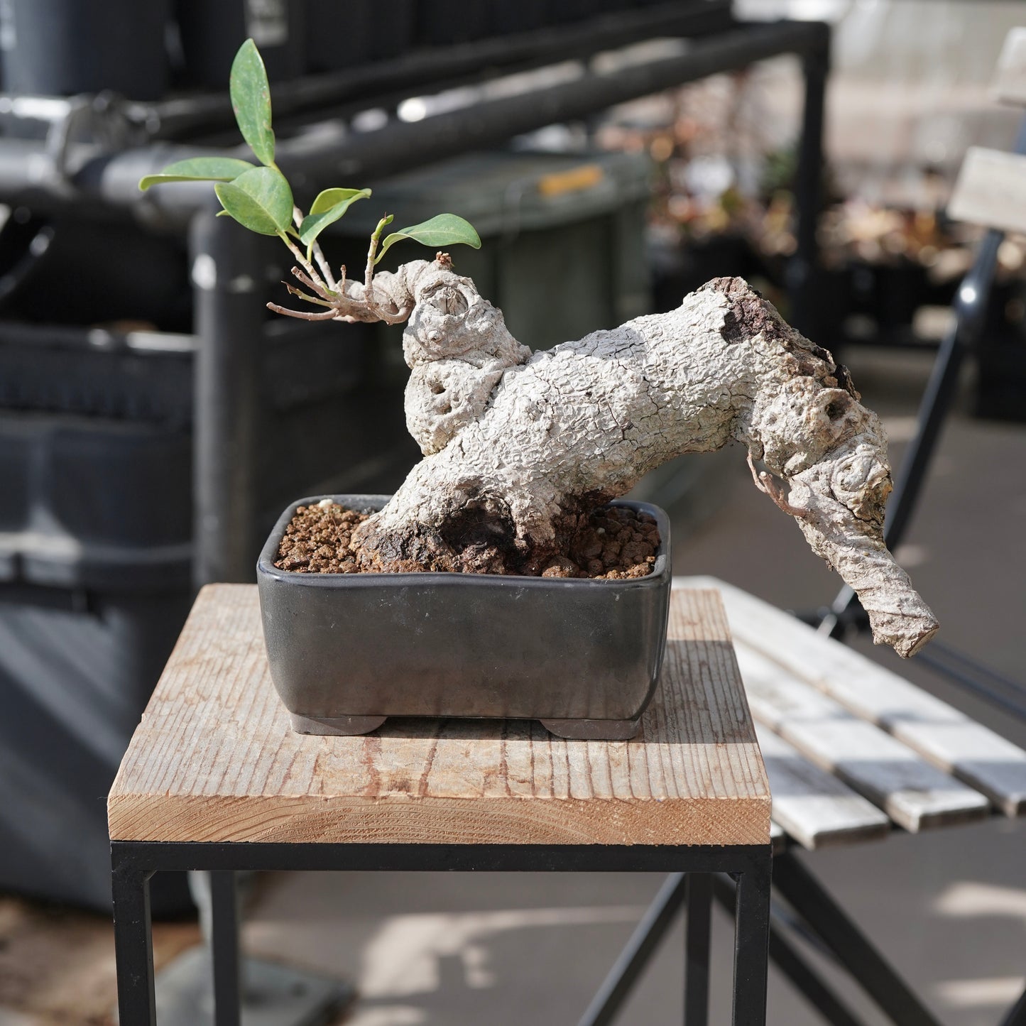 Ficus microcarpa（ガジュマル）No.15