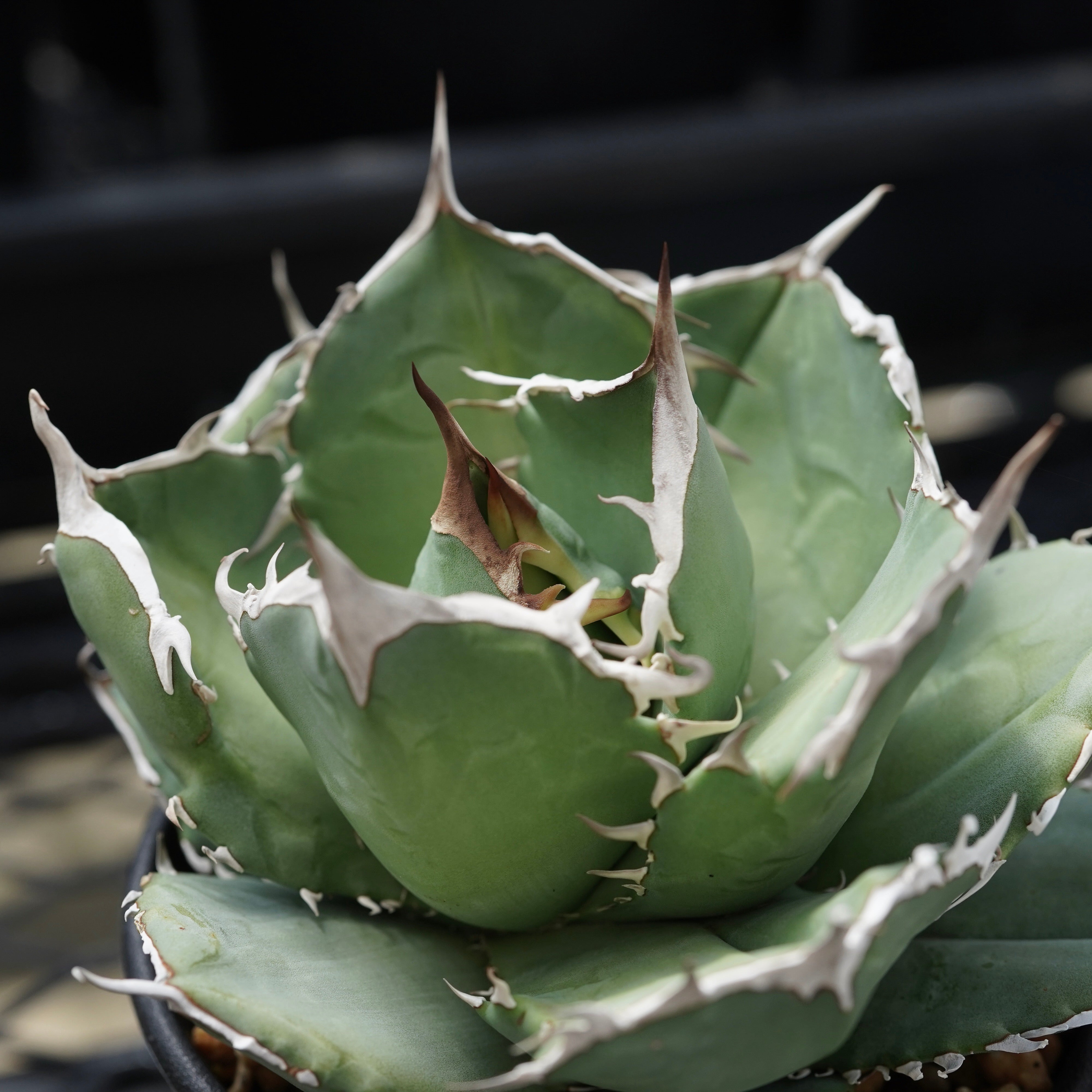 From Iran】Agave titanota 'White Ball' – ELBAZ GREEN STORE