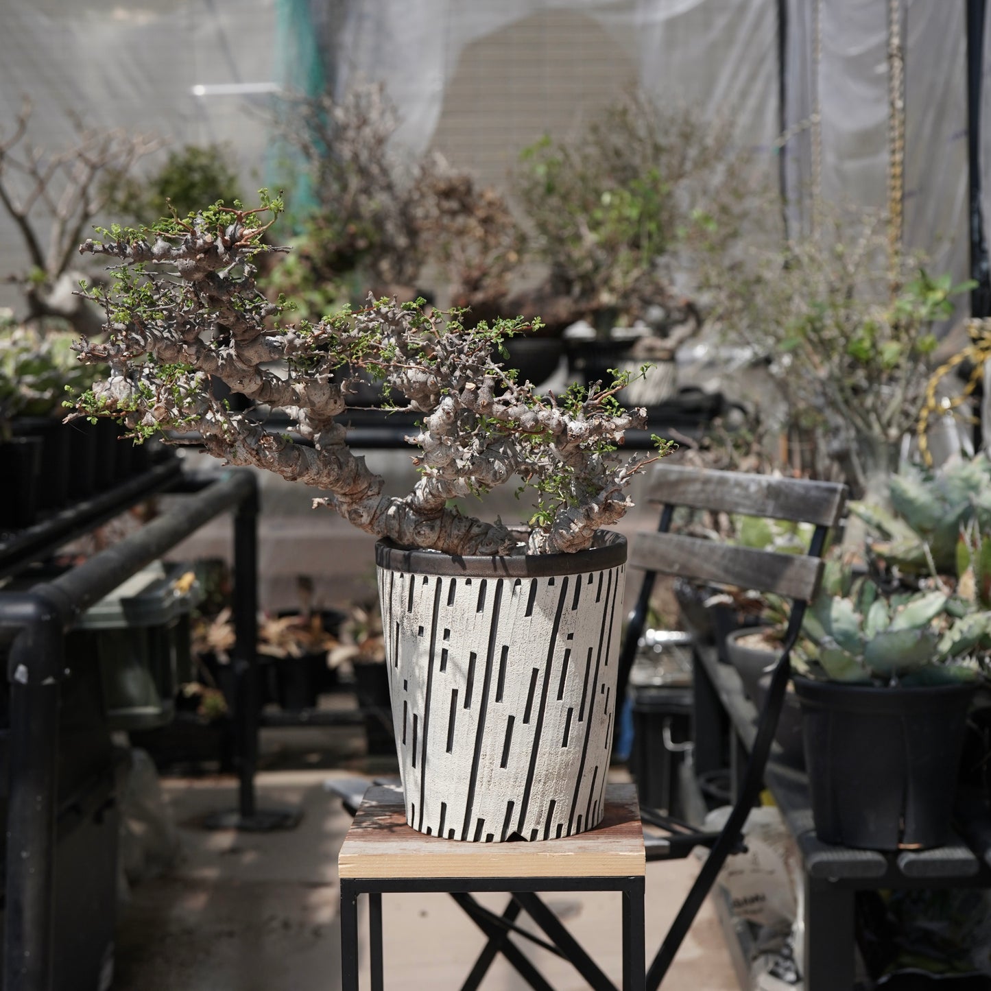 Commiphora sp. eyl × 大上 裕樹