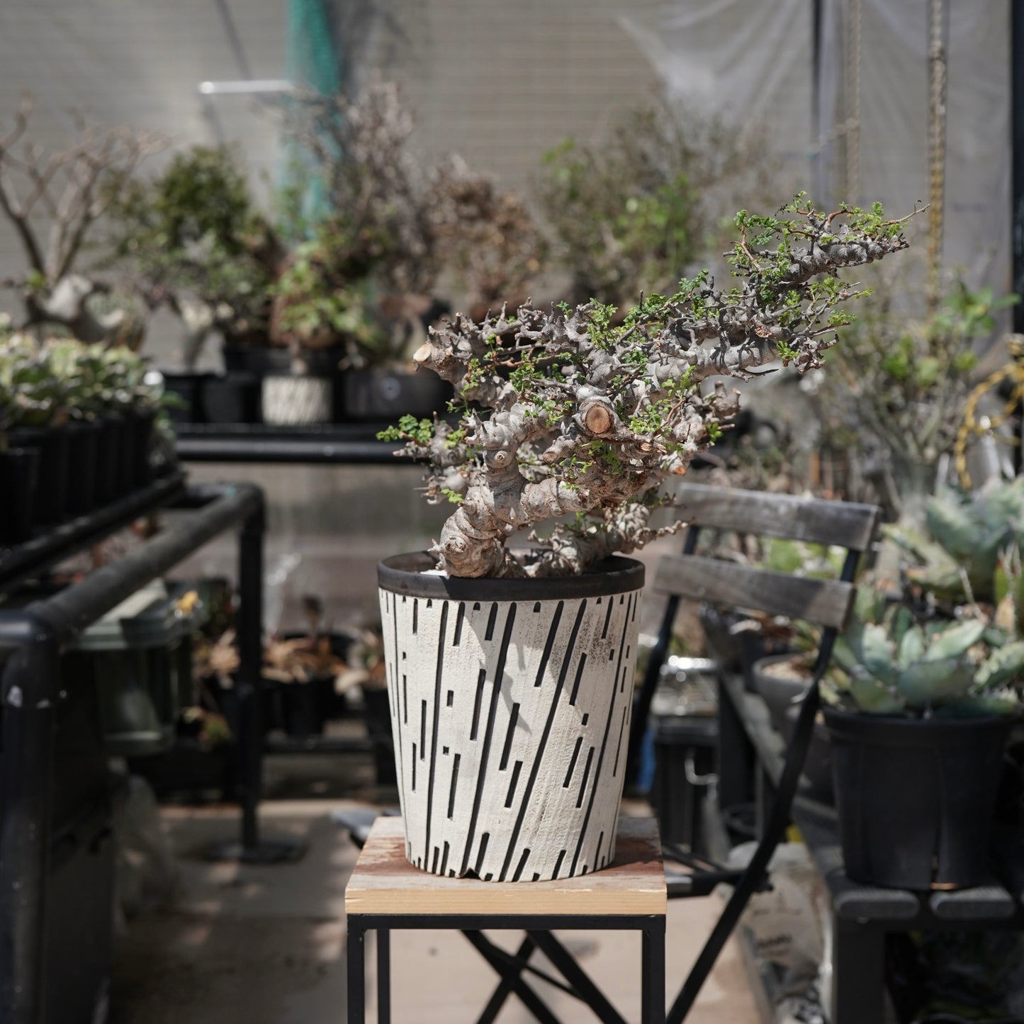 Commiphora sp. eyl × 大上 裕樹