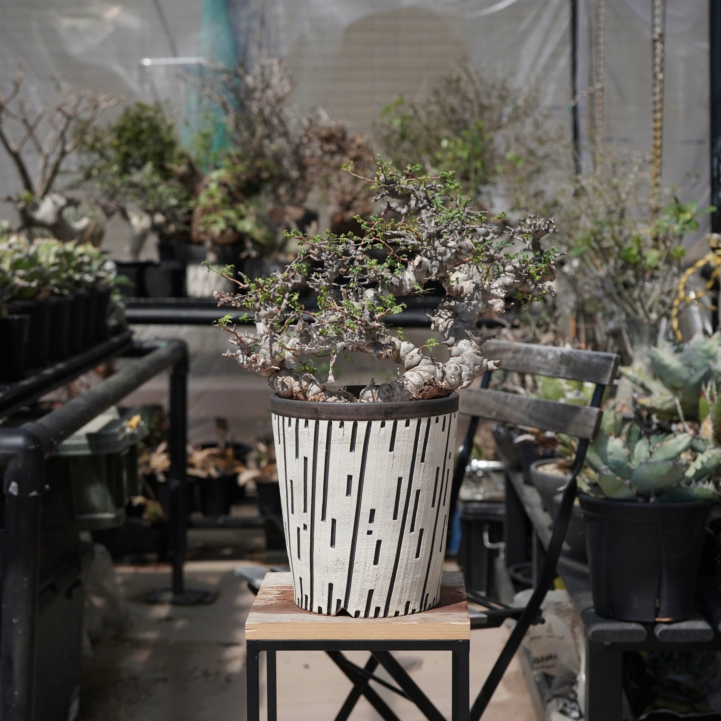 Commiphora sp. eyl × 大上 裕樹