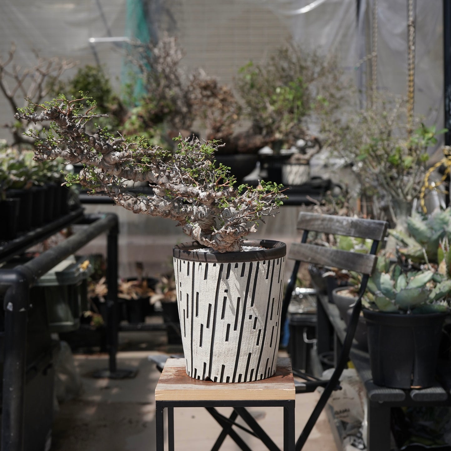 Commiphora sp. eyl × 大上 裕樹