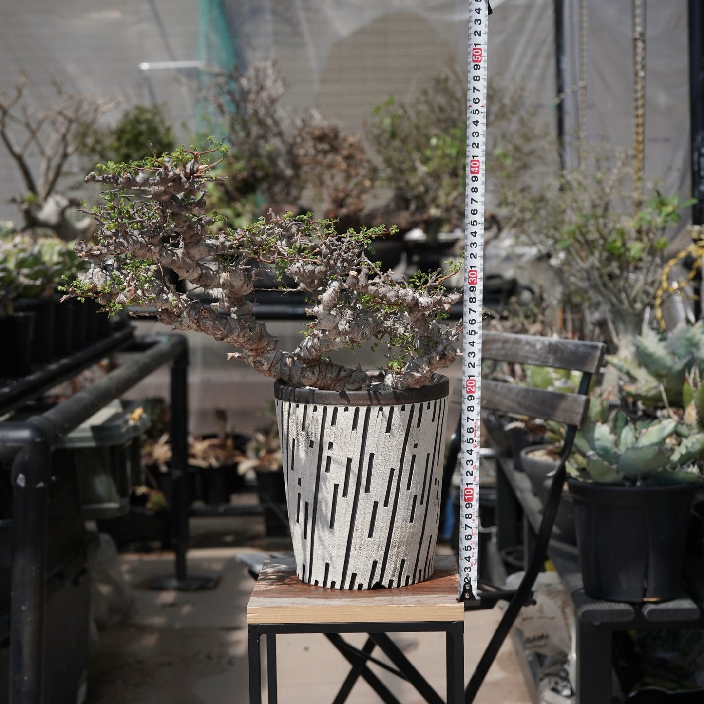 Commiphora sp. eyl × 大上 裕樹