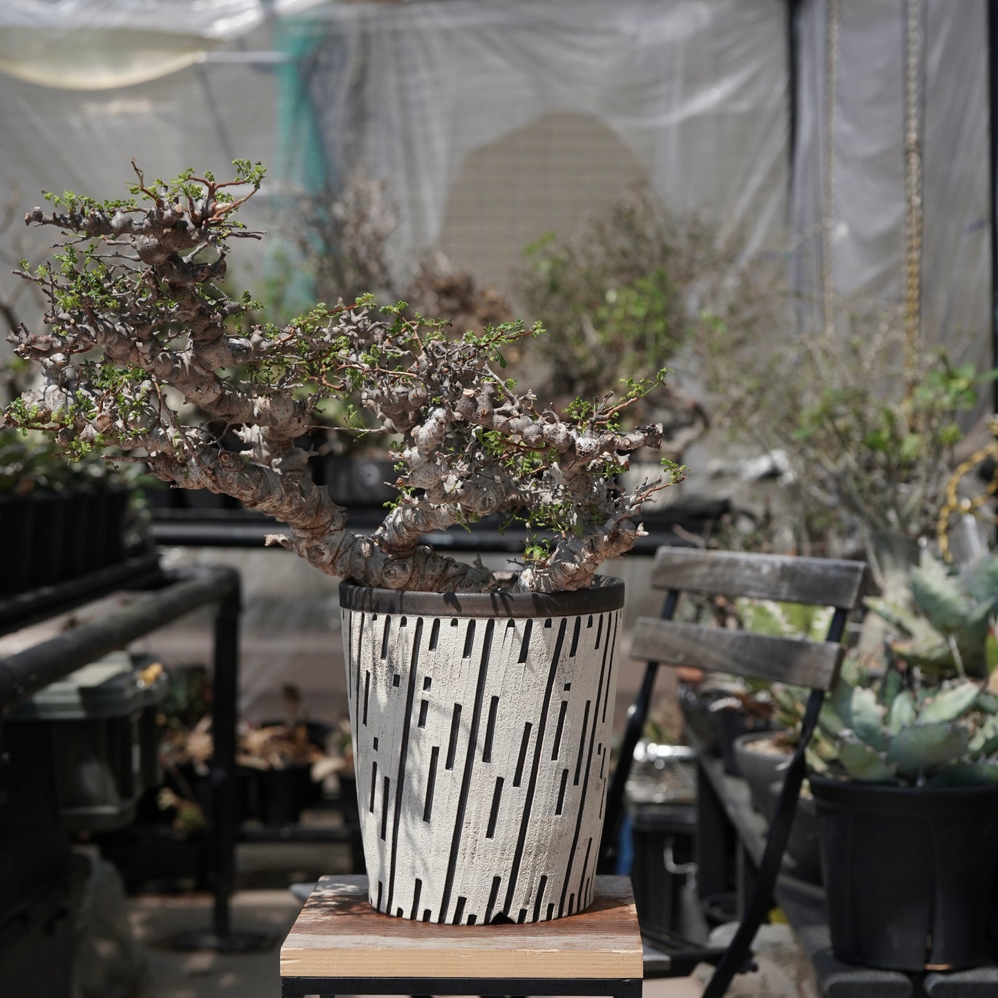 Commiphora sp. eyl × 大上 裕樹