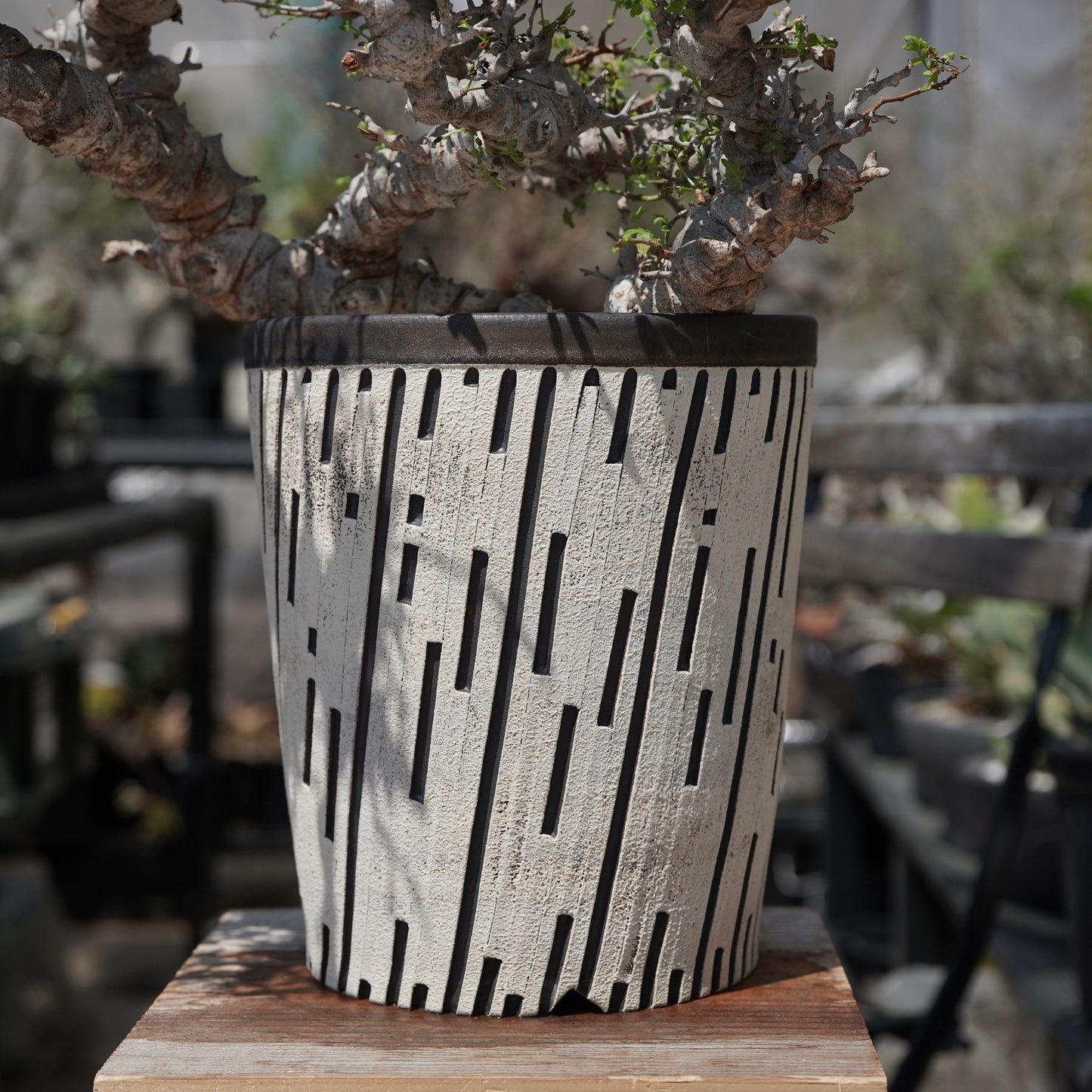 Commiphora sp. eyl × 大上 裕樹