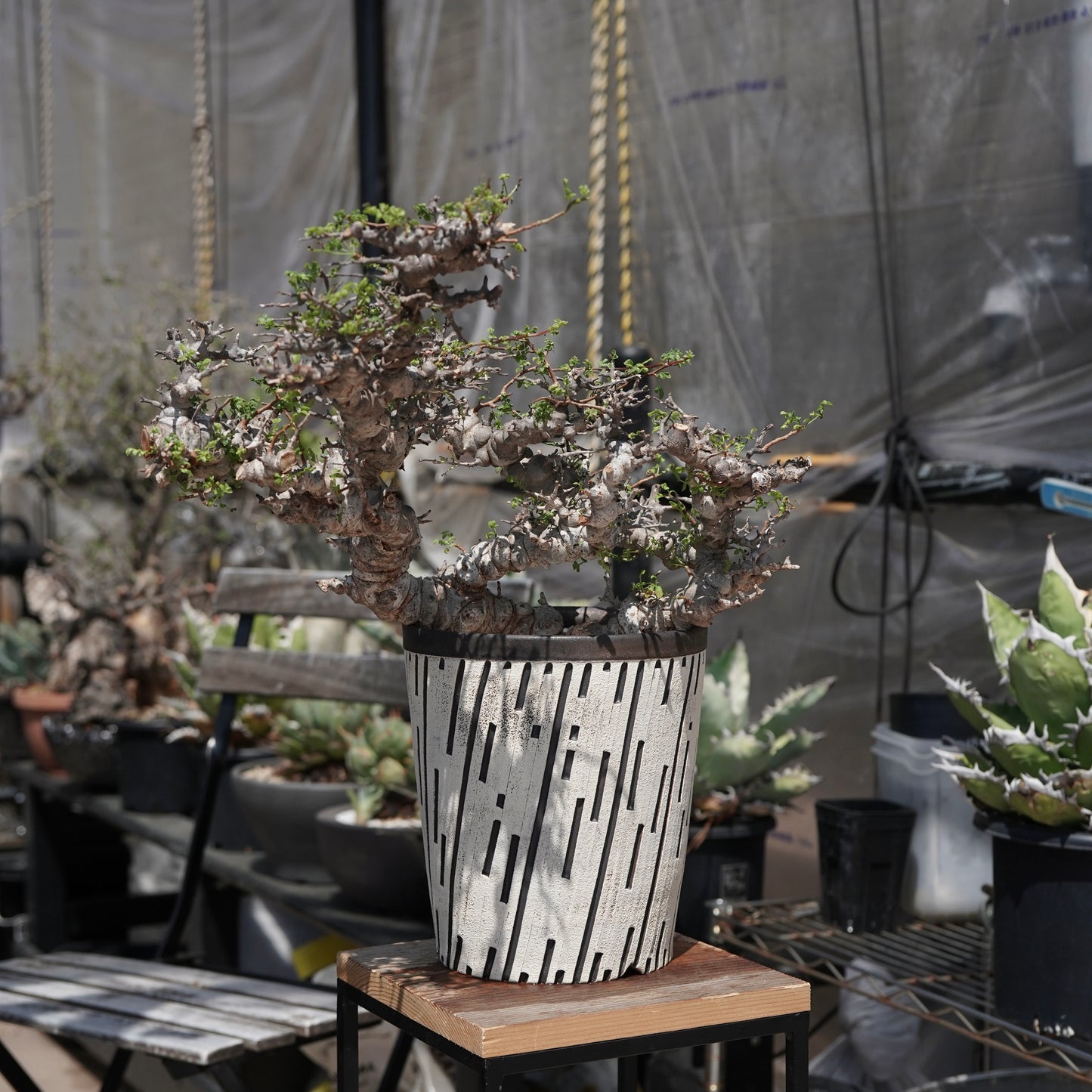 Commiphora sp. eyl × 大上 裕樹