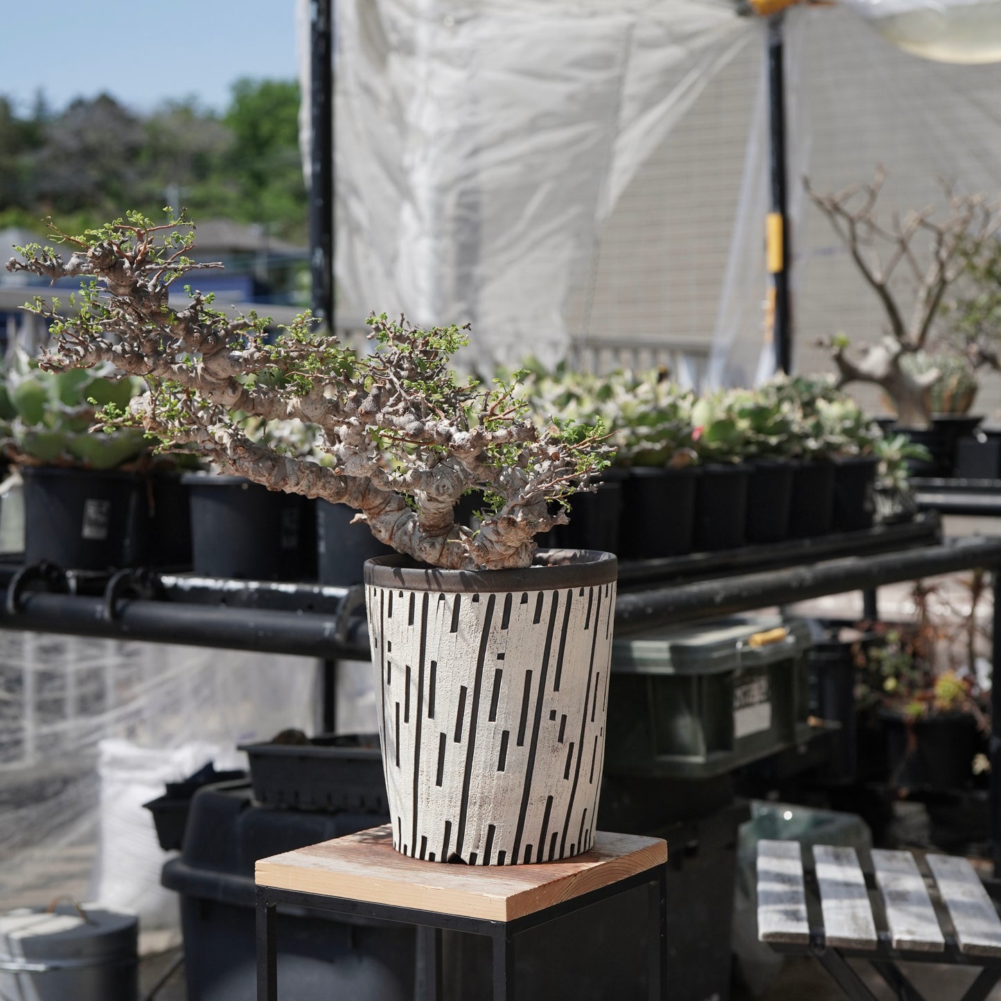 Commiphora sp. eyl × 大上 裕樹
